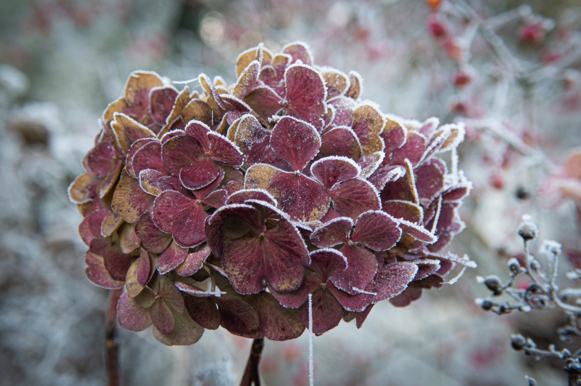 Winterliches Staudenbeet mit trockenen Samenständen und Gräsern, überzogen von feinem Raureif