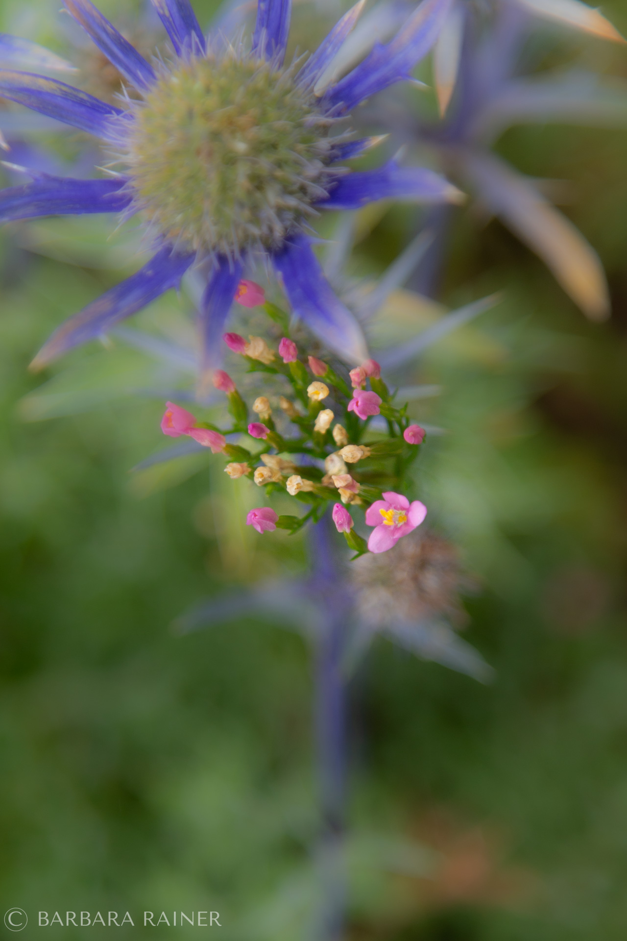 Blaue Edeldistel mit rosa Tausendgüldenkraut
