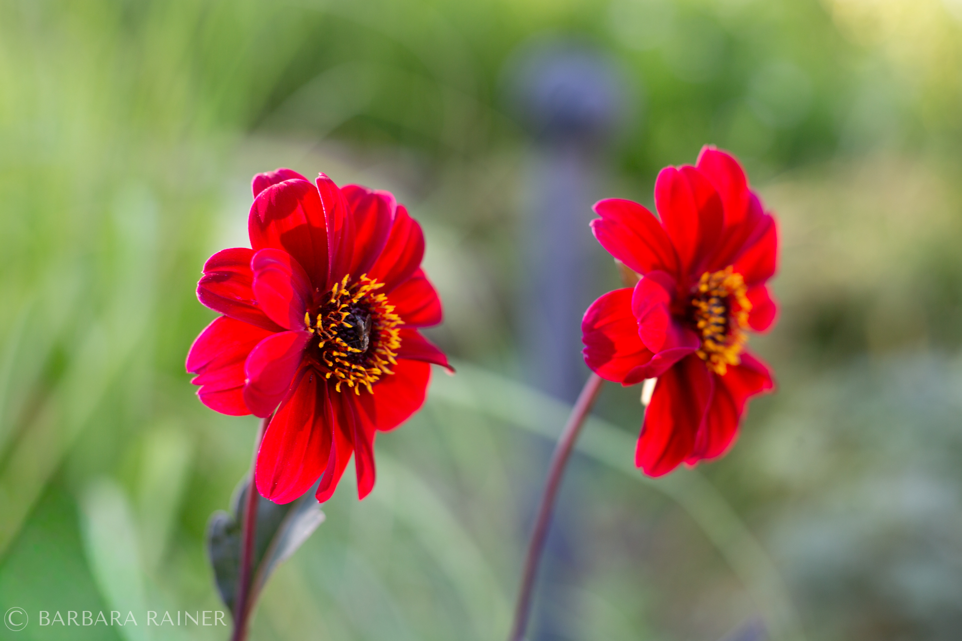 Zwei leuchtend rote Dahlien vor grünem Sommerbokeh