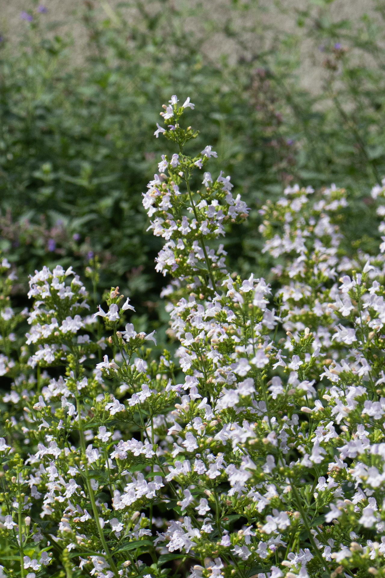 Steinquendel (Calamintha nepeta)