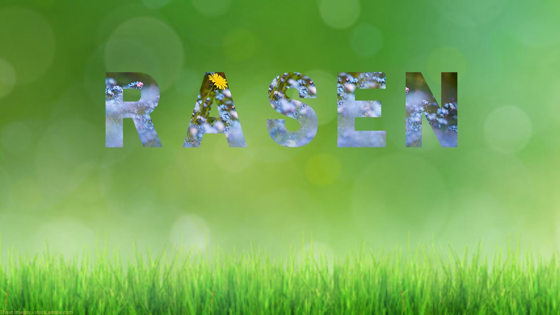Sattgrüne Rasenfläche im Garten – Rasen anlegen und pflegen