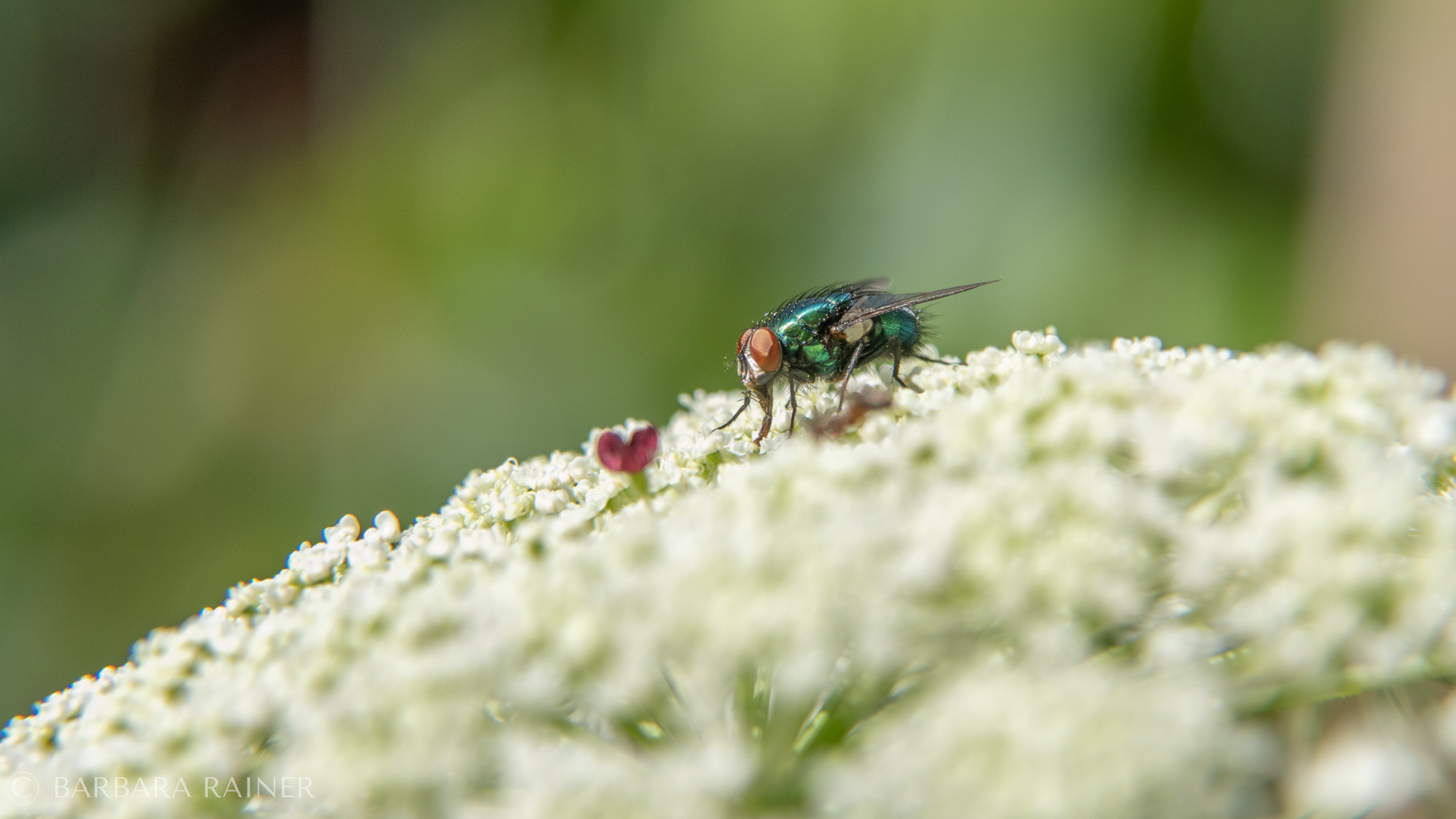Goldglänzende Fliege auf weißer Doldenblüte
