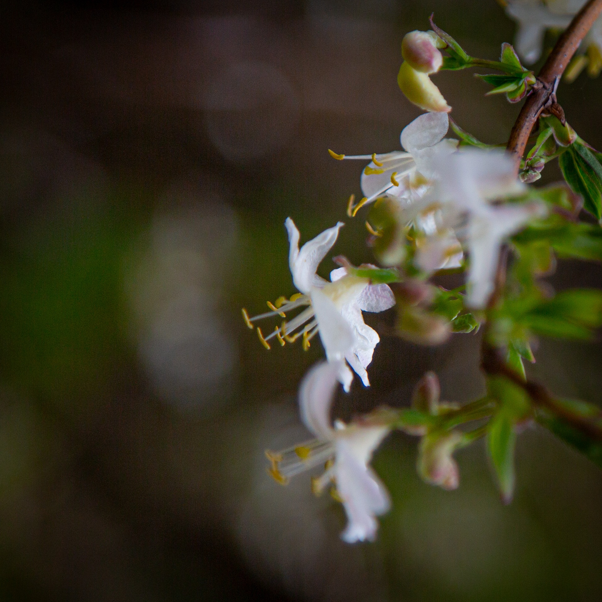 Echtes Geißblatt (Lonicera caprifolium)