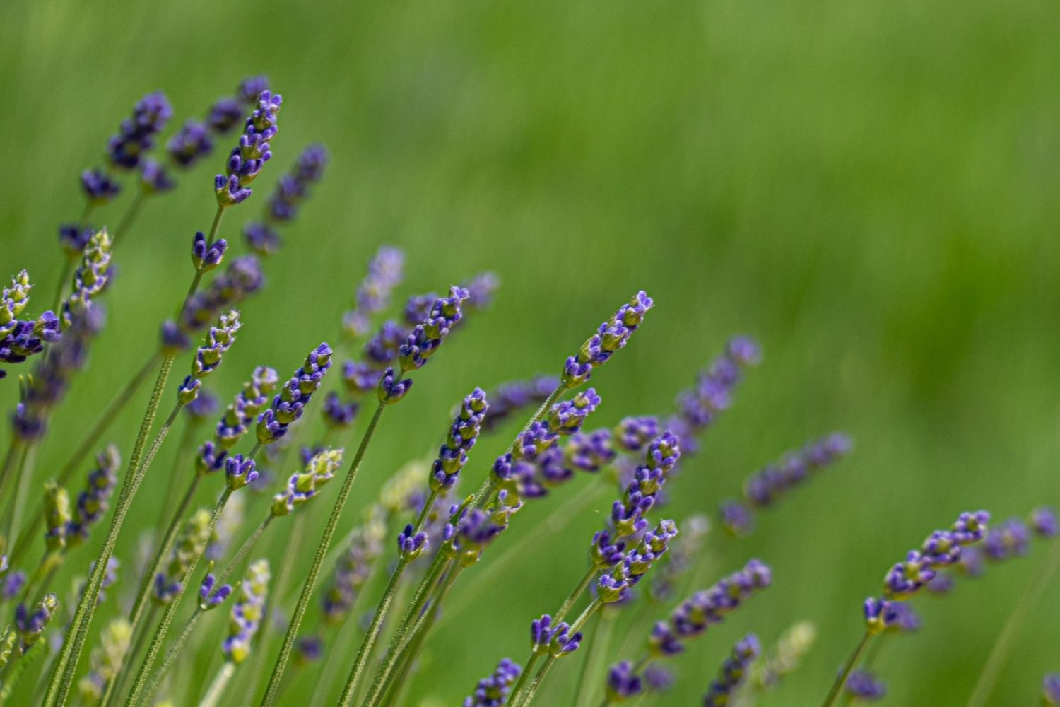 Dichte violette Lavendelblütenstände vor sattgrünem, unscharfem Hintergrund