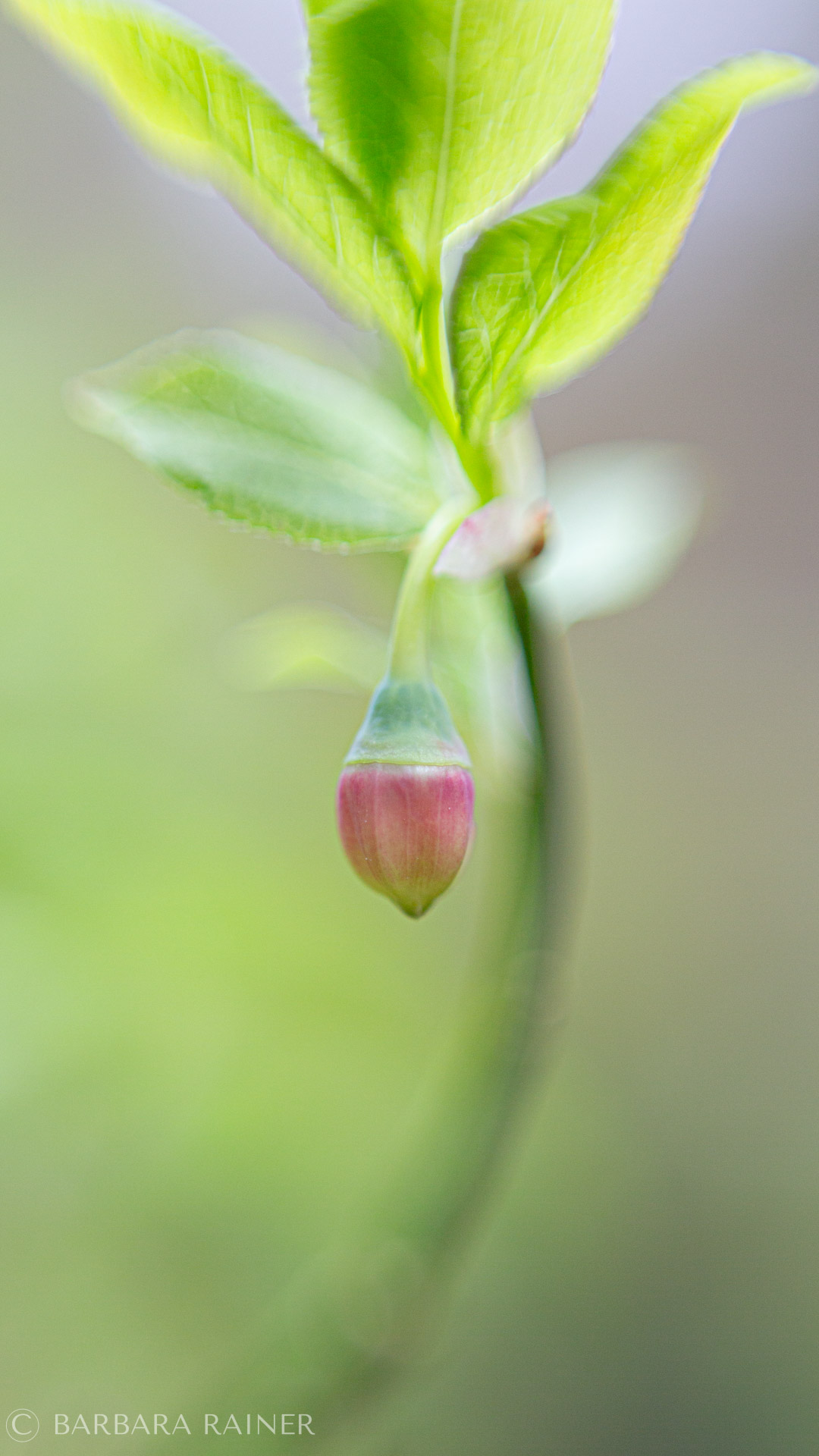 Heidelbeerknospe – rosa Schimmer am jungen Zweig