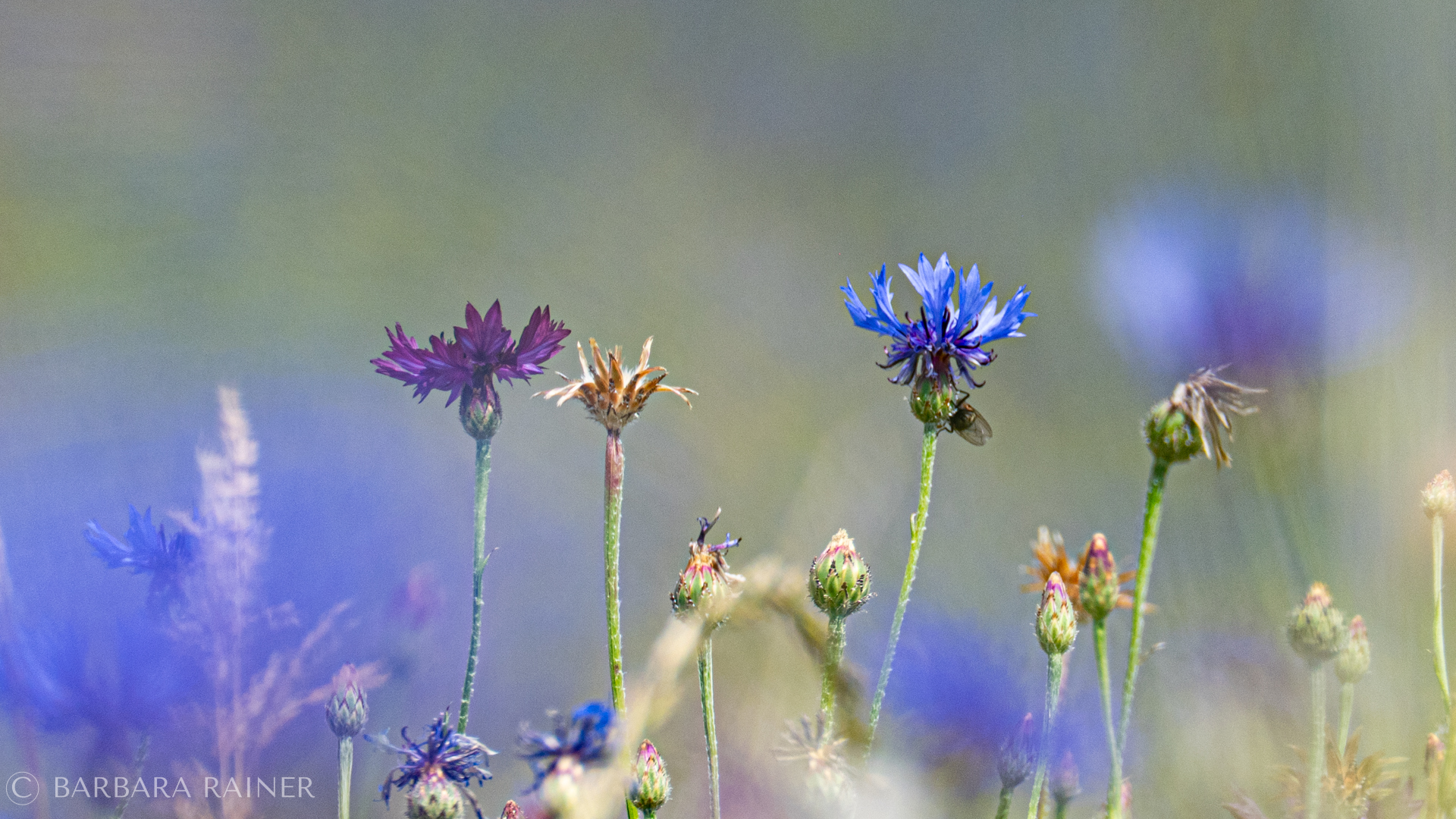 Kornblumen und verblühte Blütenstände in einer stillen Sommerwiese