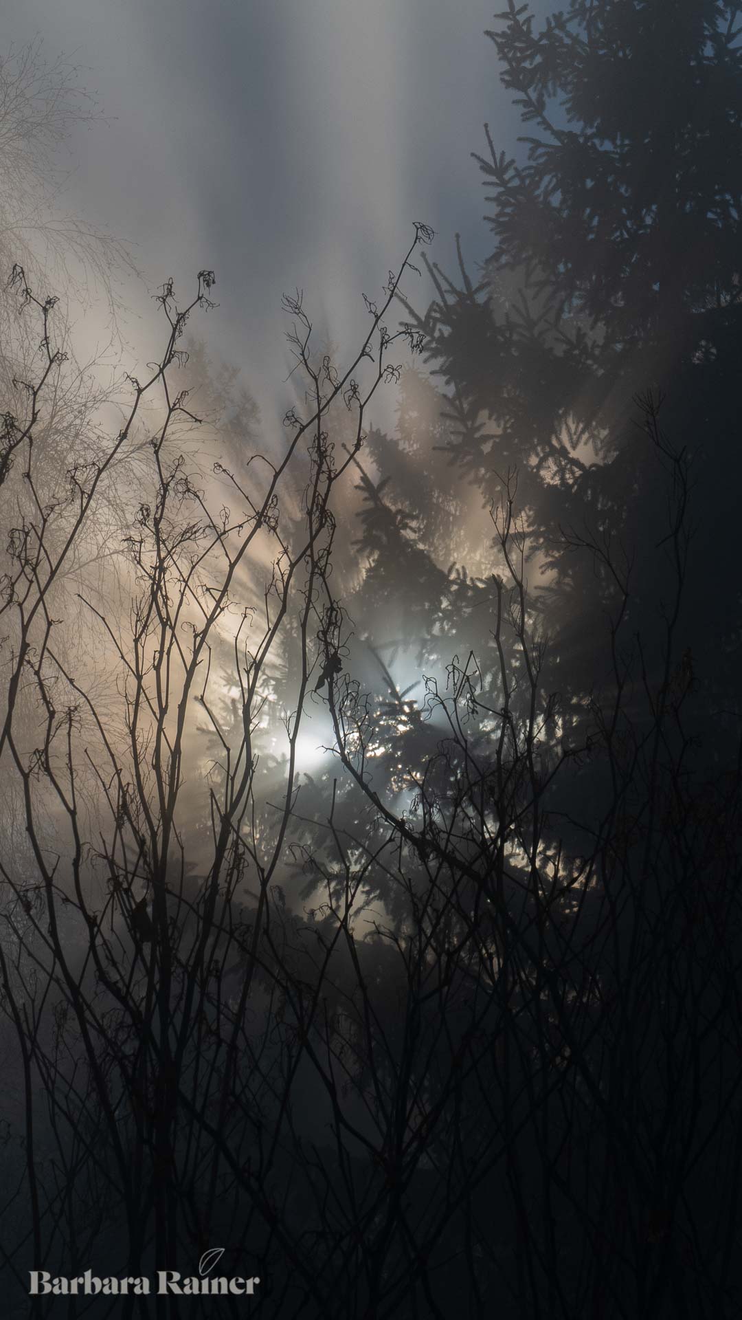 Am Rand der neuen Welt steht der Nebel zwischen dem, was war, und dem, was werden kann. Fotografie: Barbara Rainer.