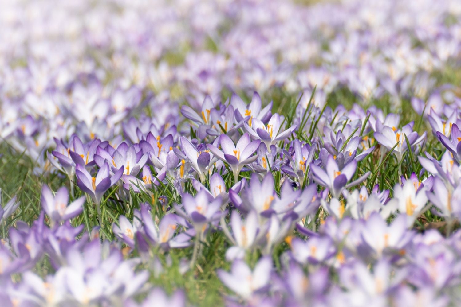 Krokuswiese im Frühjahr – violett-weiße Blüten zwischen den Gräsern