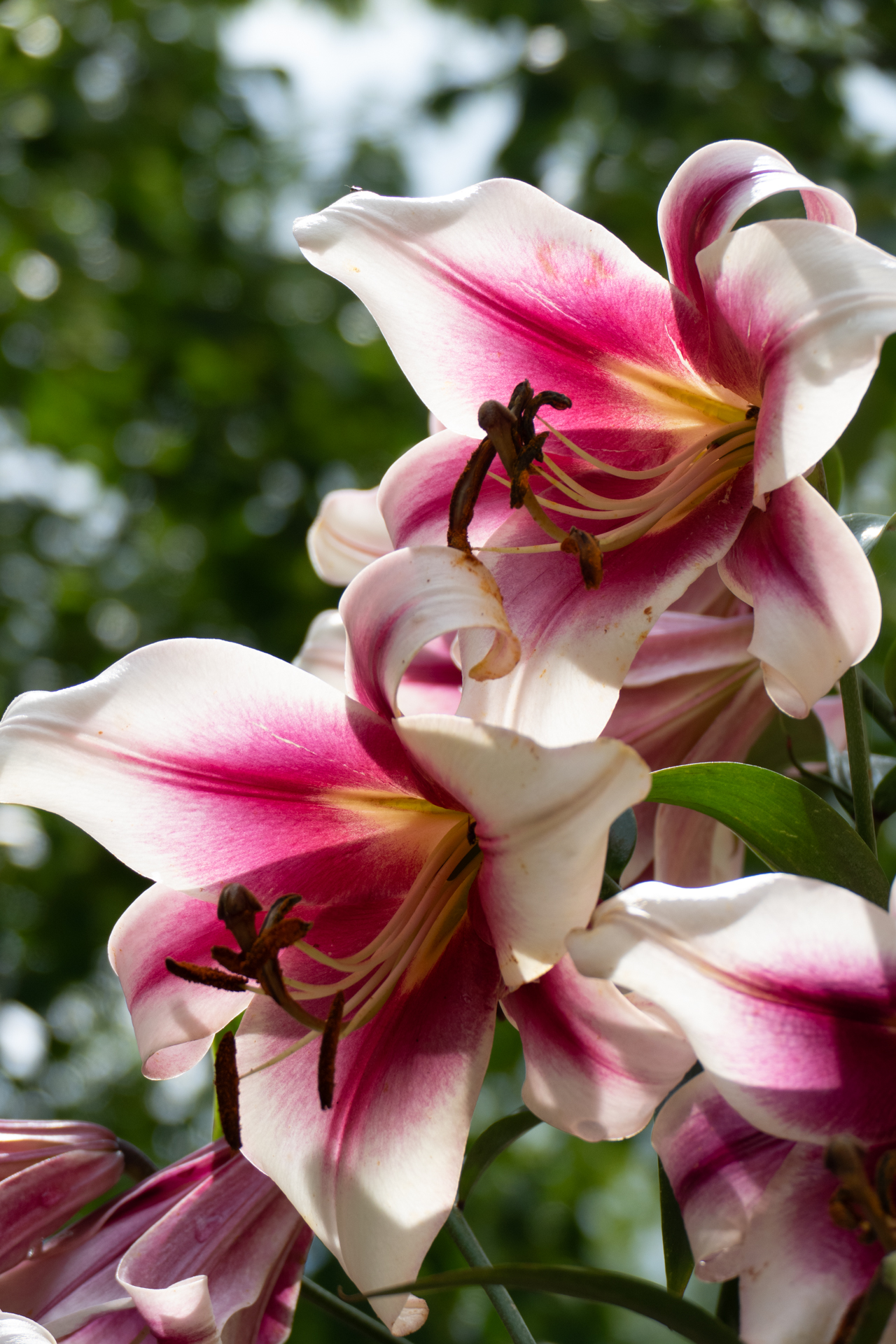 Lilien (Lilium candidum · regale · 'Pink Perfection')