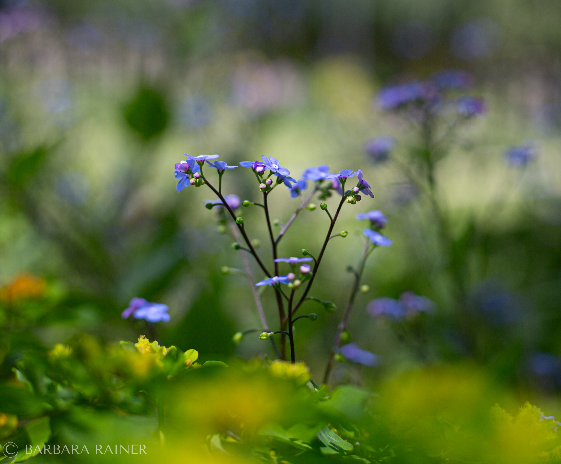 Zarte blaue Brunnera-Blüten über frischem Grün