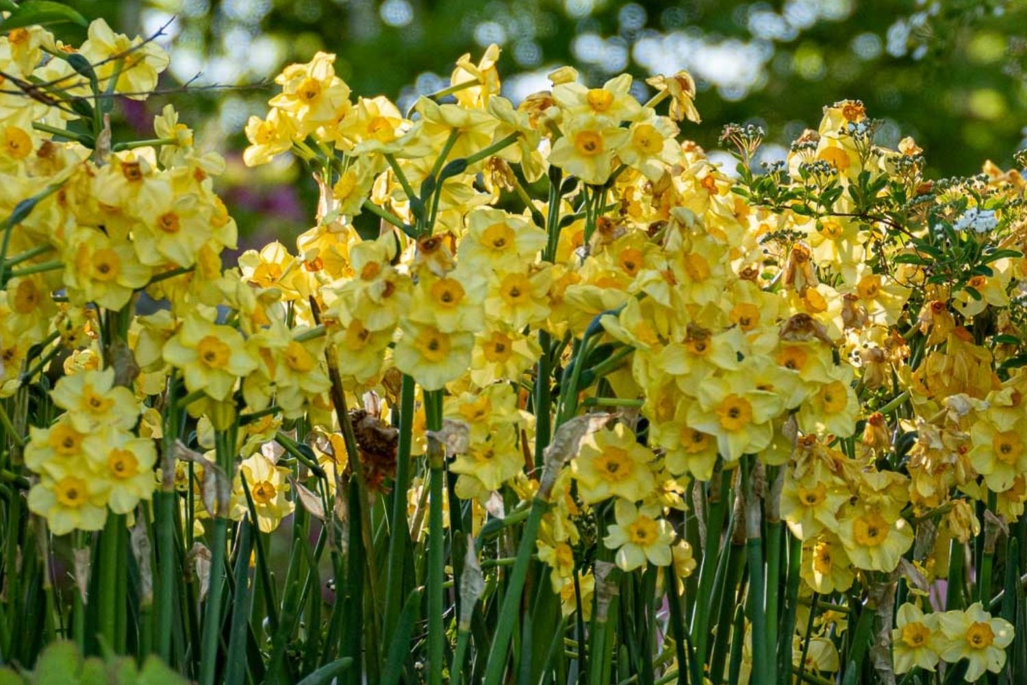 Tazetten-Narzissen (Narcissus tazetta)