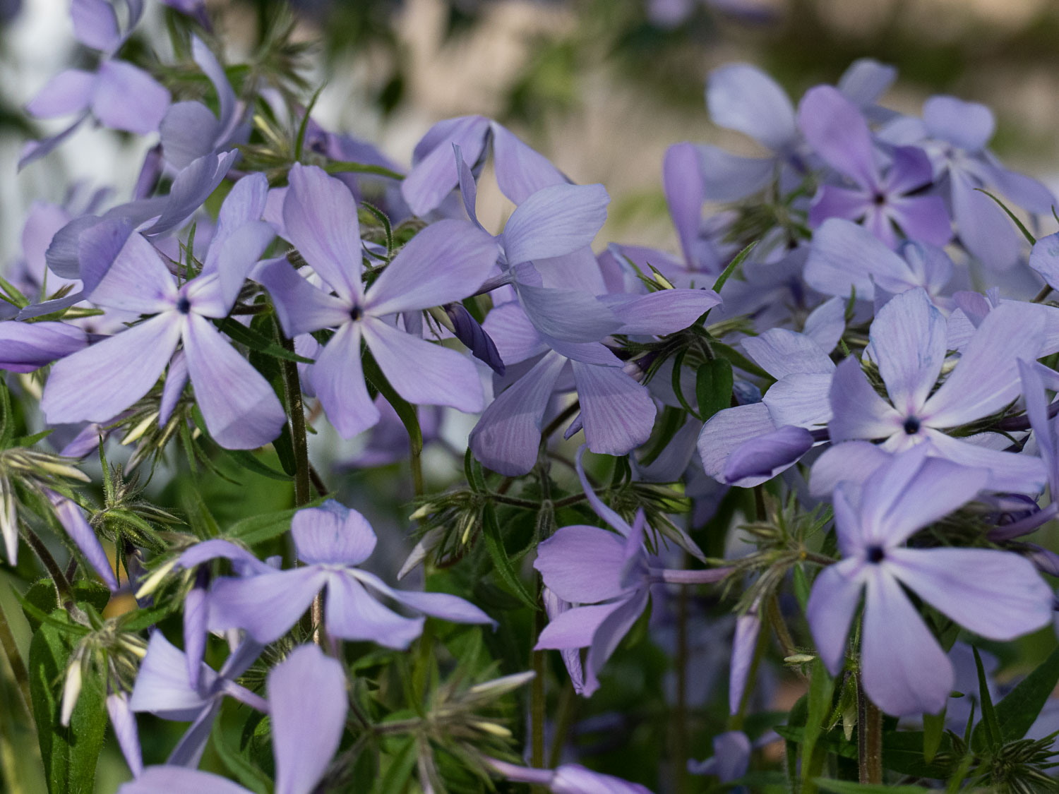 Waldphlox (Phlox divaricata 'Clouds of Perfume' / 'White Perfume')