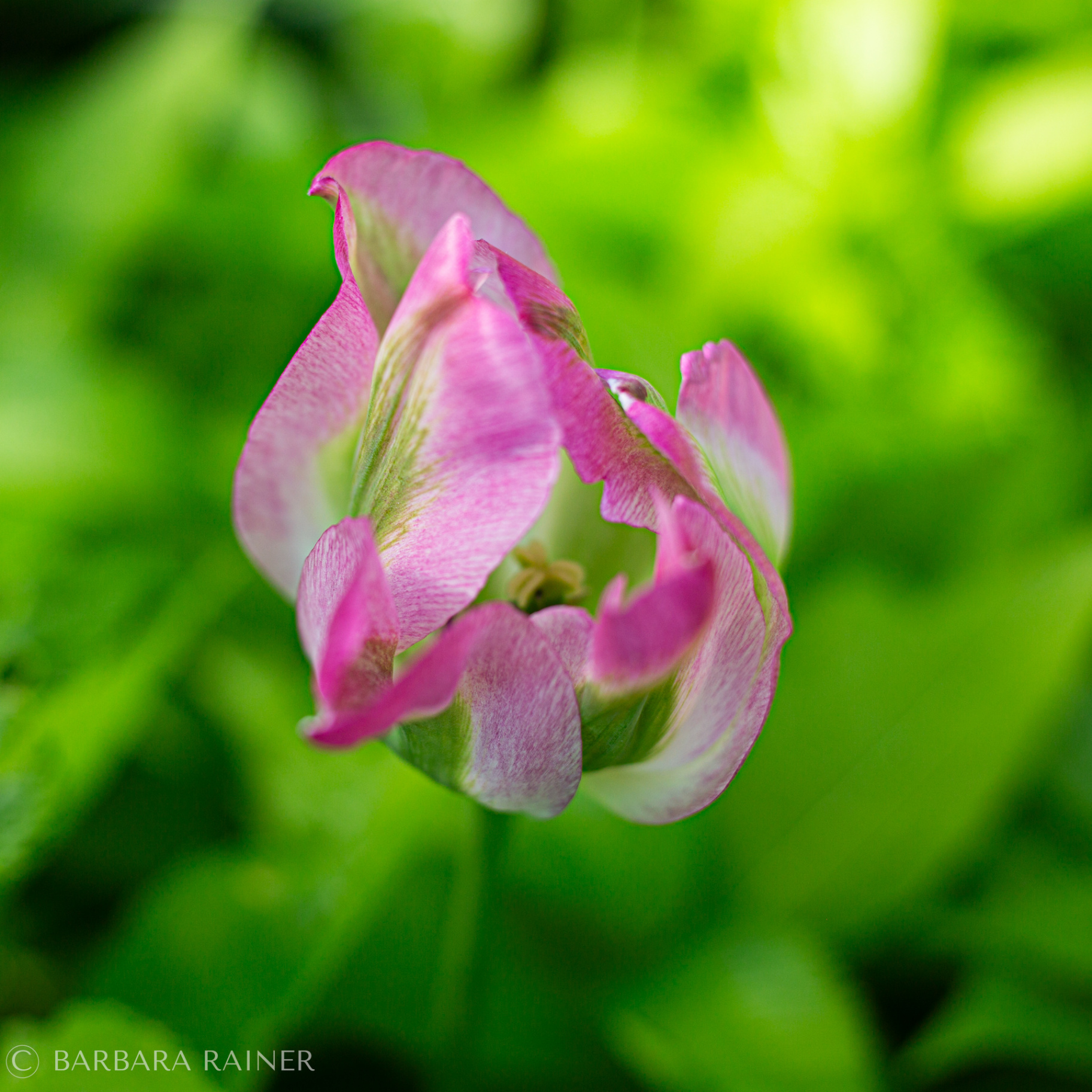 Rosa-grüne Tulpe im leuchtenden Frühlingslicht