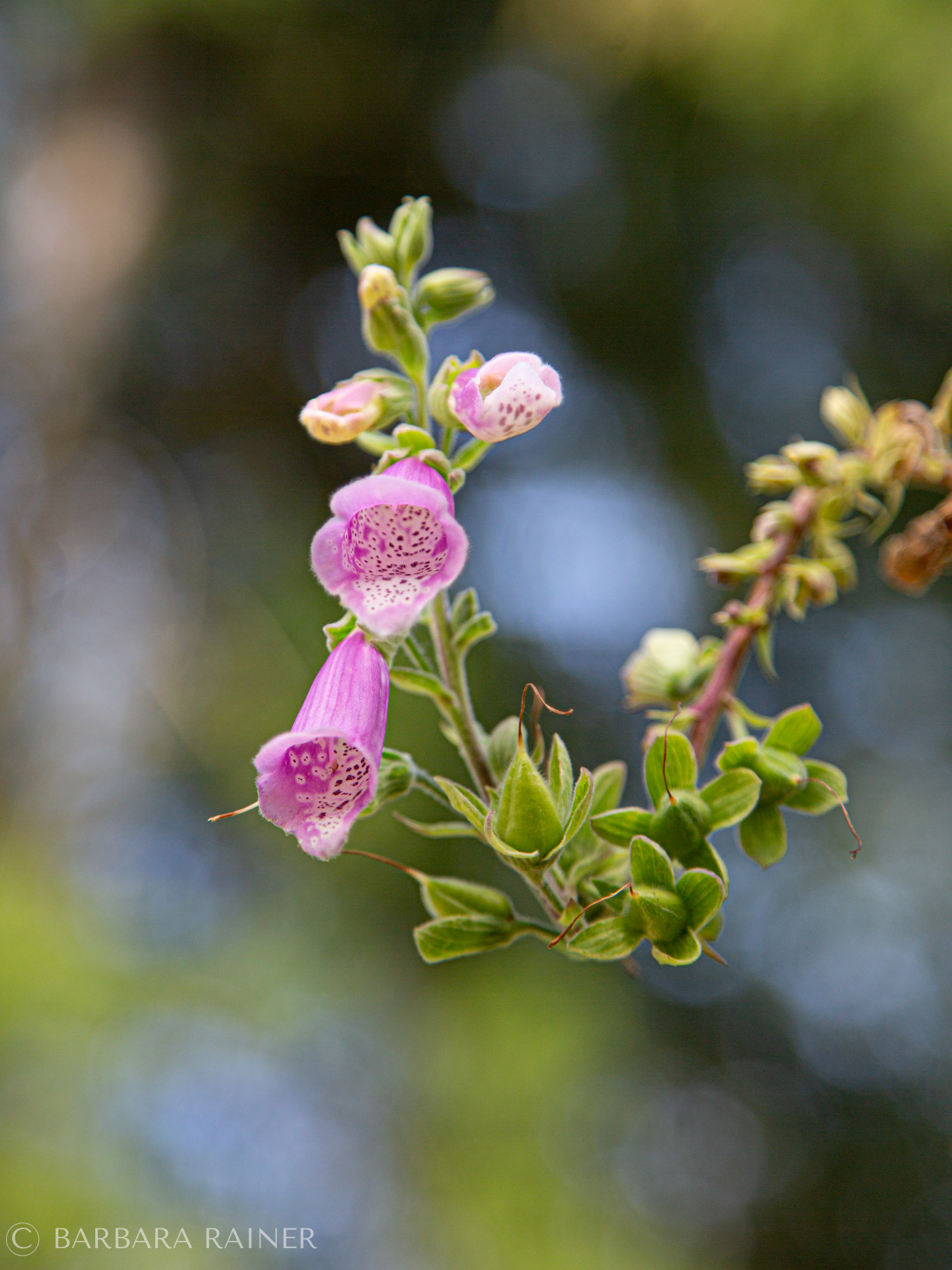 Rosa Fingerhutblüten vor blau-grünem Hintergrund