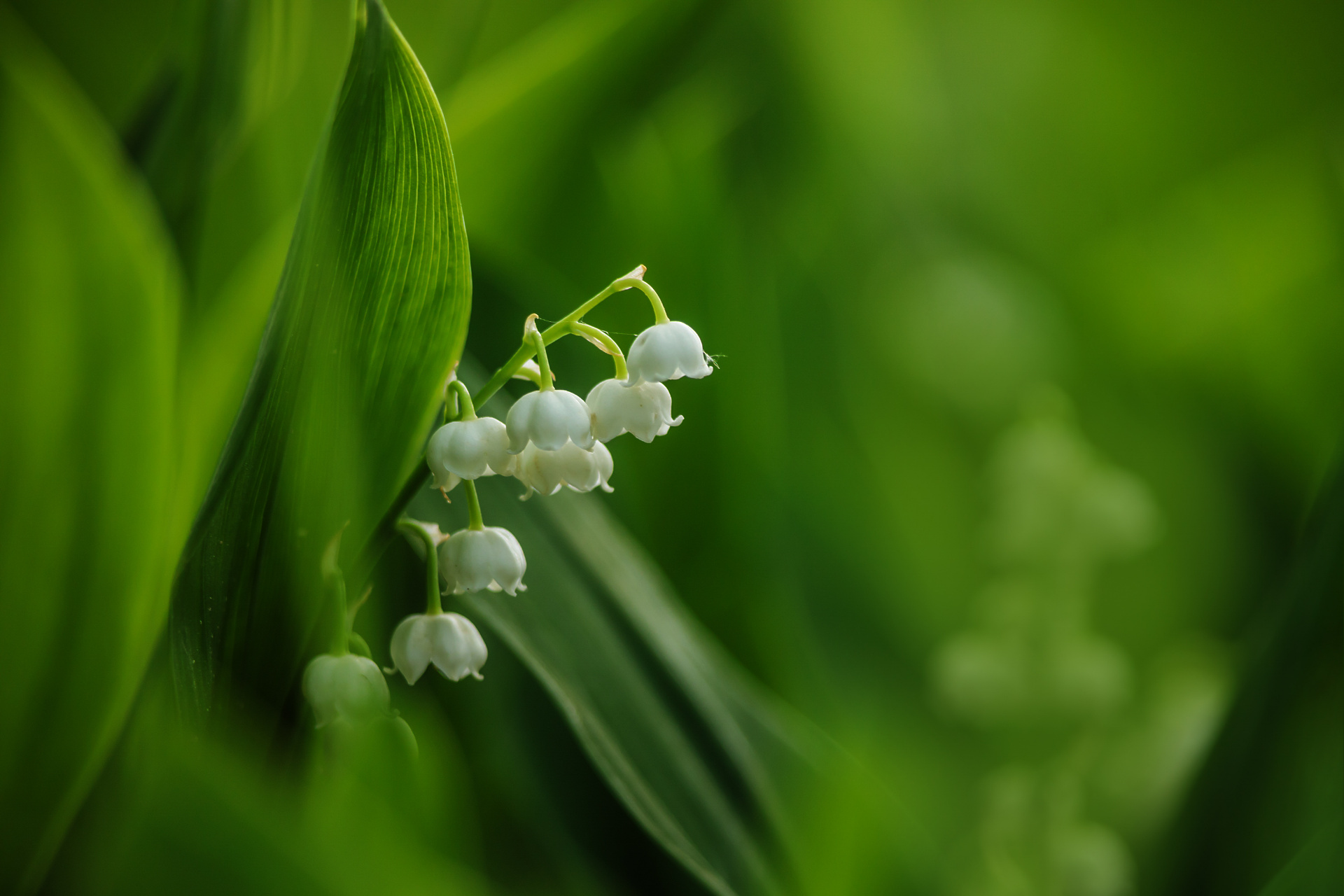 Maiglöckchen (Convallaria majalis)