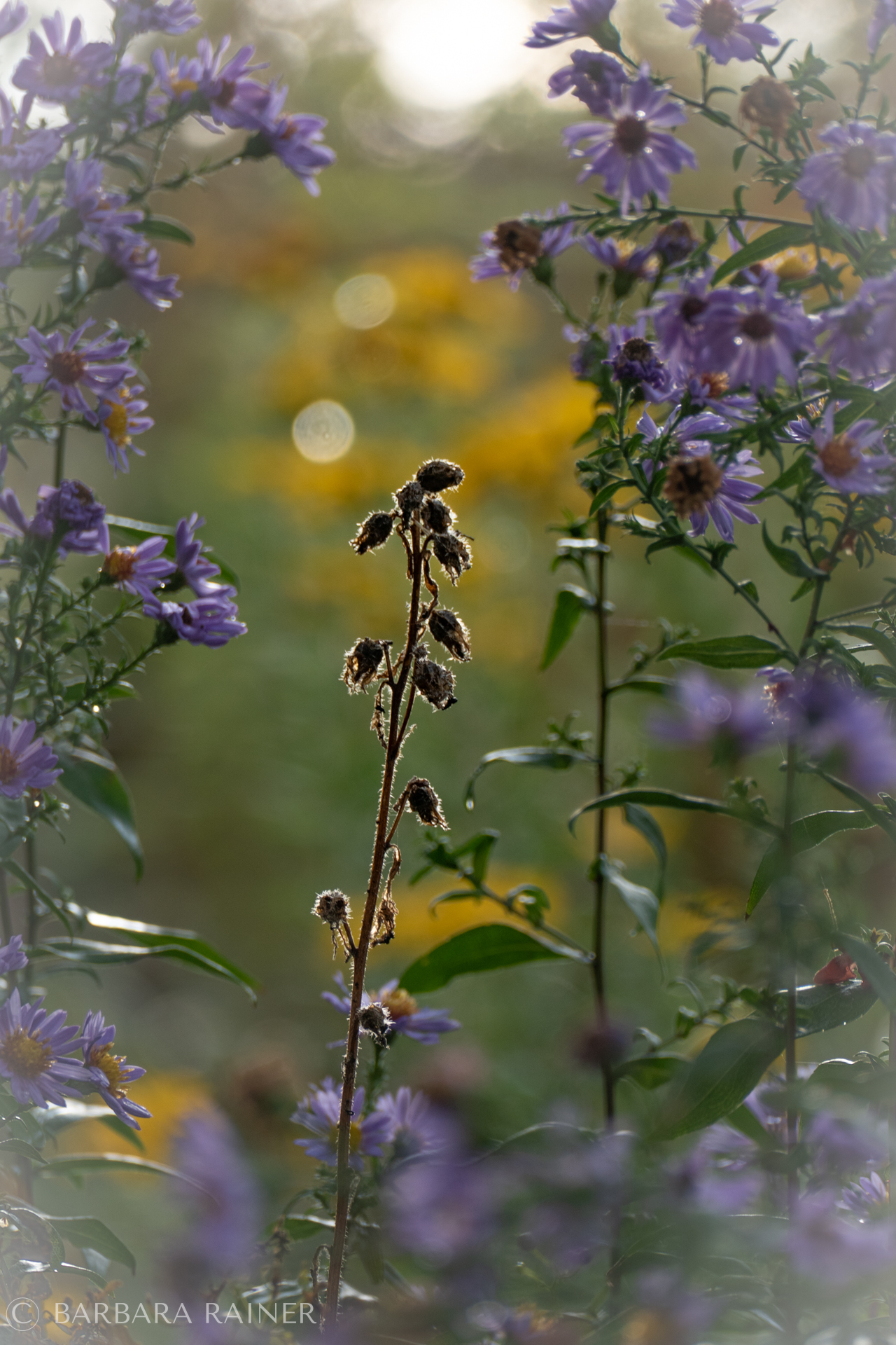 Violette Astern und dunkle Samenstände im herbstlichen Gegenlicht
