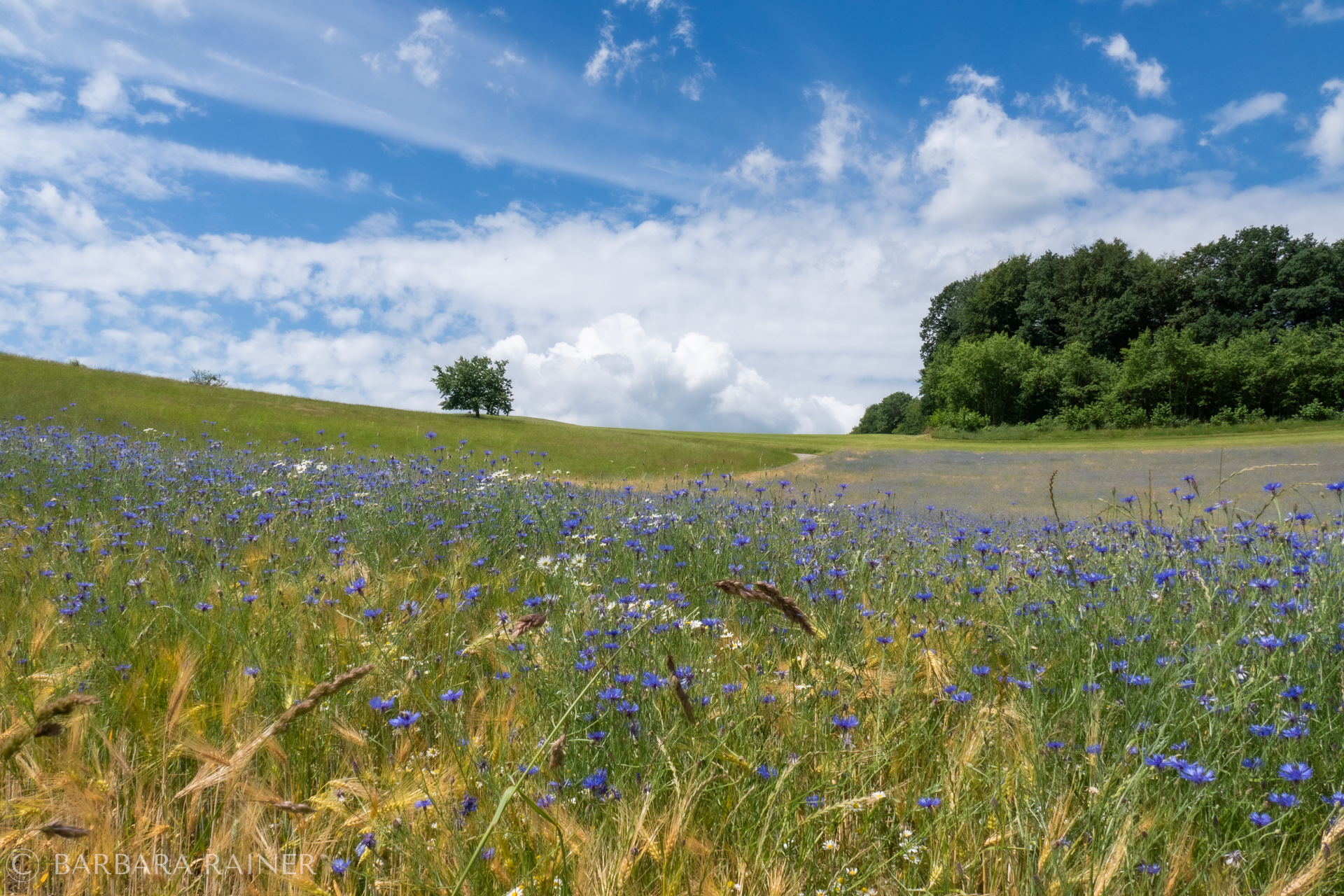 Blühender Junihang mit Kornblumen unter weitem Wolkenhimmel