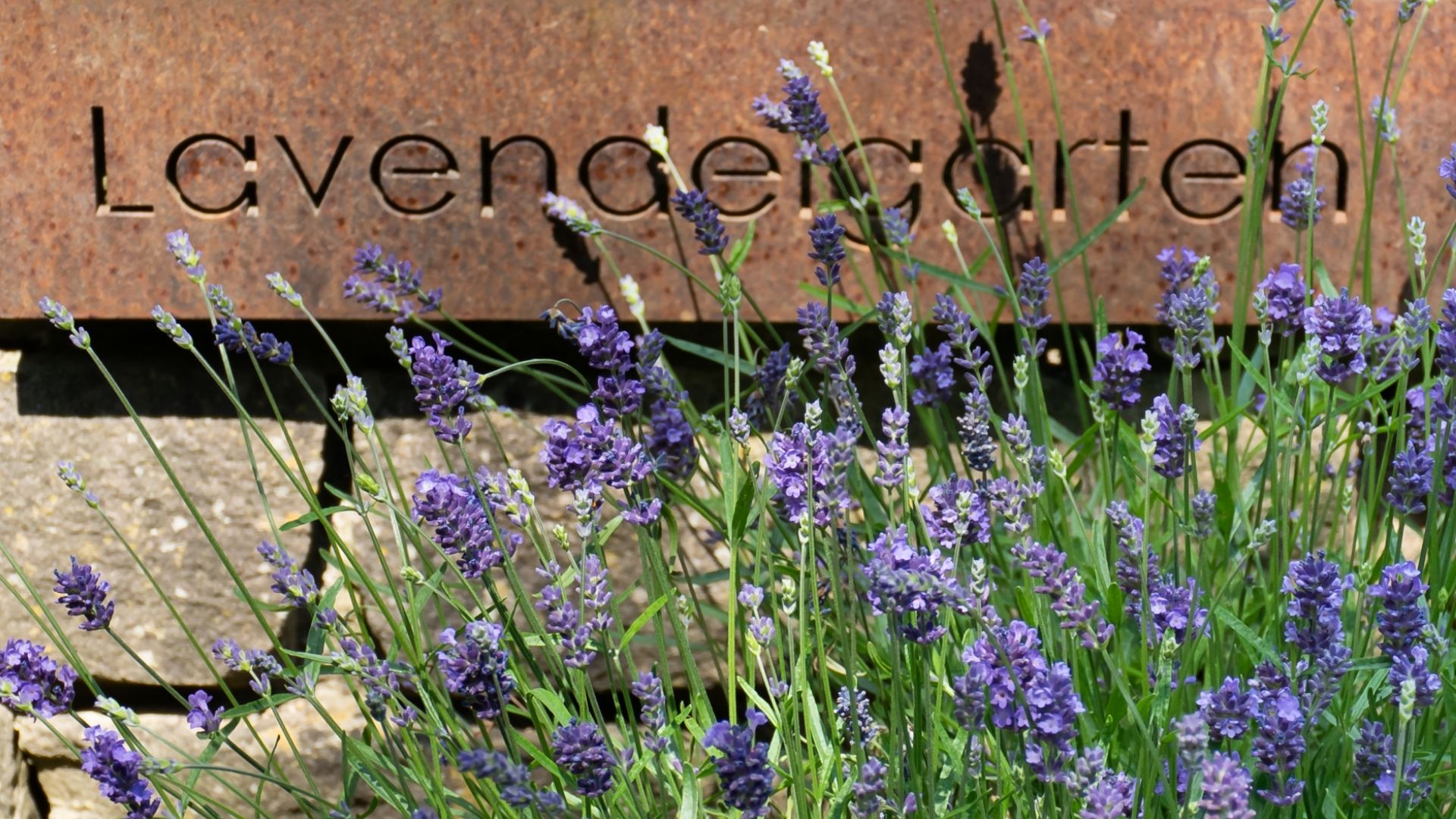 Lavendel blüht violett vor einer Cortenstahl-Tafel mit der Aufschrift „Lavendelgarten