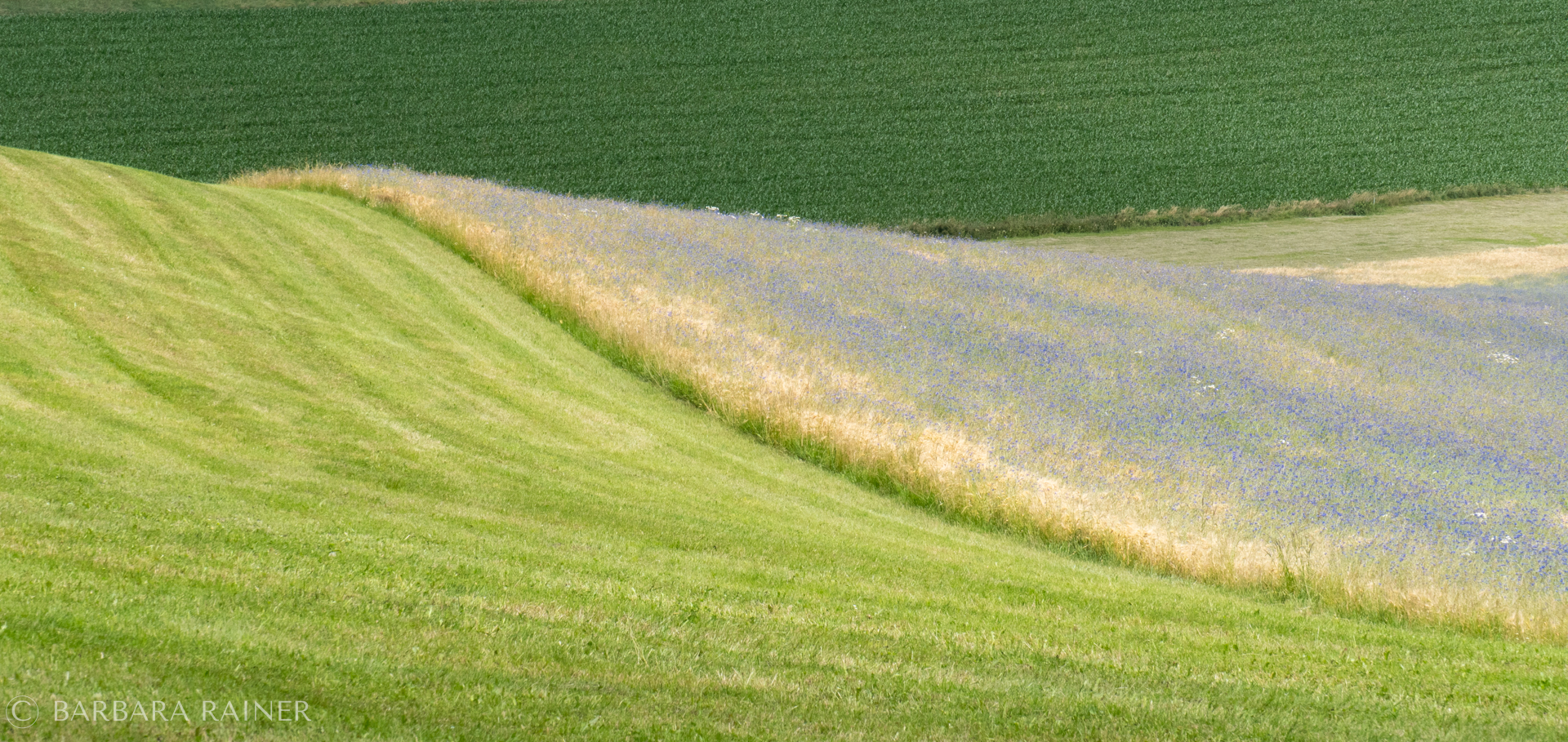 Blaues Blütenband zwischen gemähtem Hang und grünem Feld