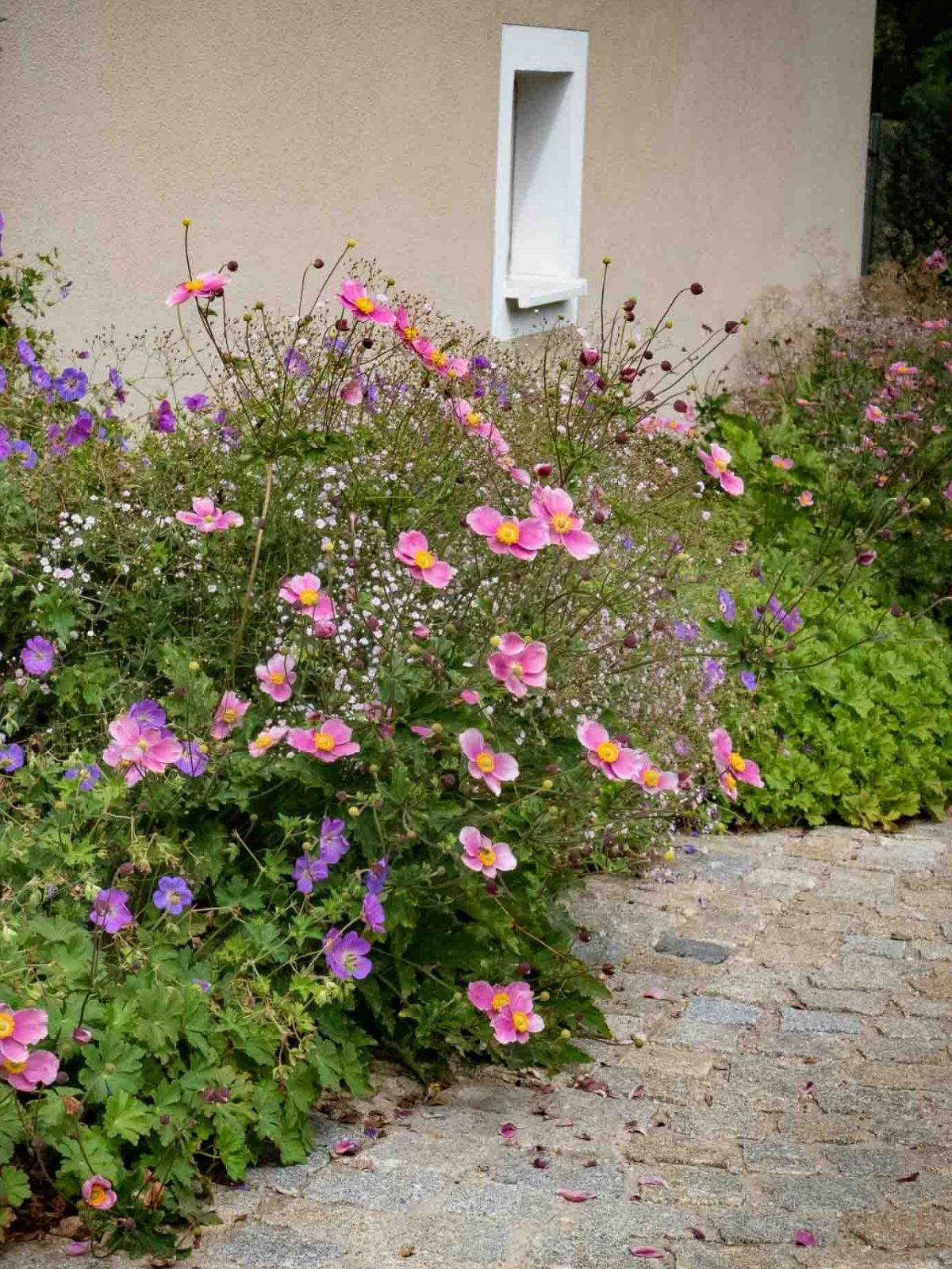 Spätsommerliche Staudenpflanzung mit Herbstanemonen und Storchschnabel.