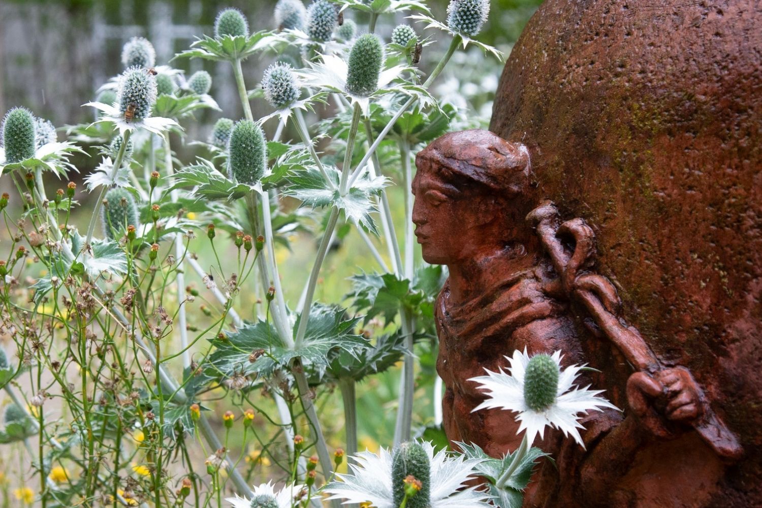 Terracotta-Figur einer Wanderin neben silbrig blühendem Riesen-Mannstreu (Eryngium giganteum) – ein Gartenbild mit eigenem Geist des Ortes