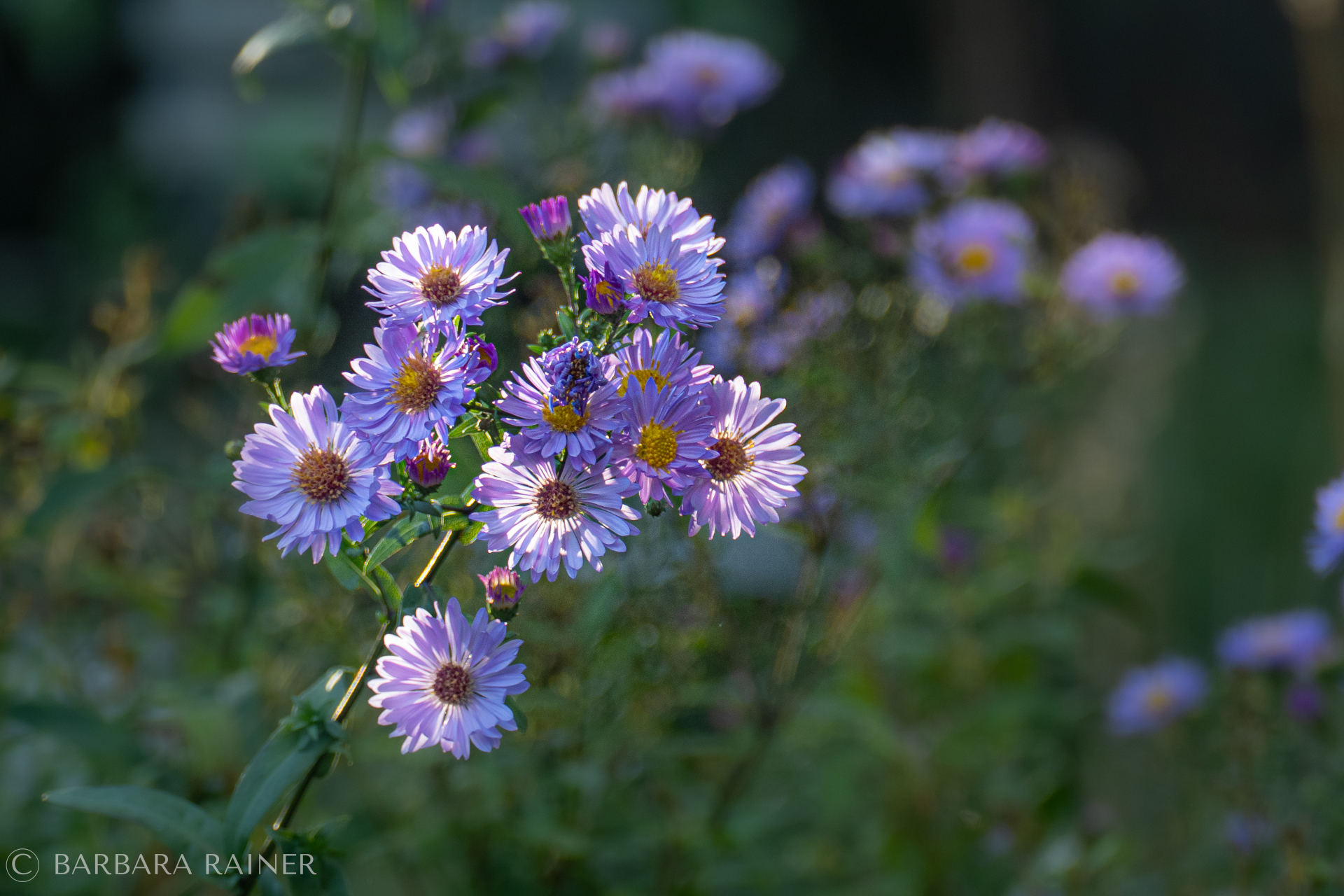 Zarte violette Herbstastern mit gelber Mitte vor dunklem Grün