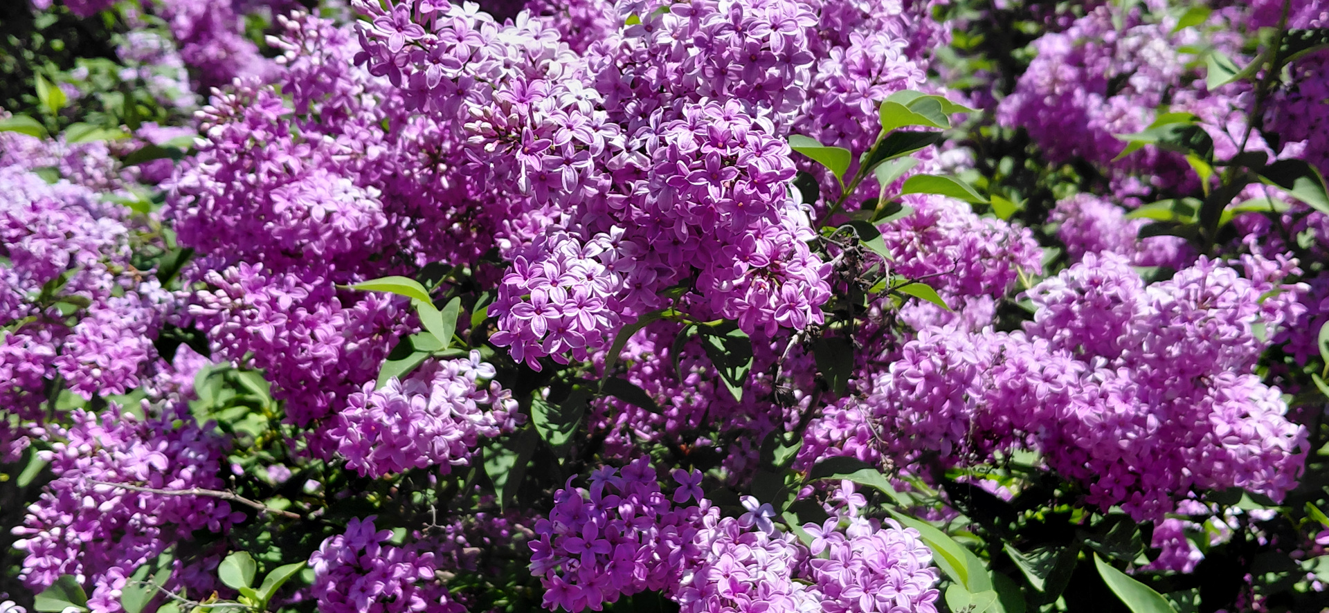 Gemeiner Flieder (Syringa vulgaris)