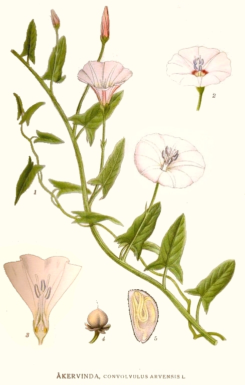 Ackerwinde (Convolvulus arvensis)