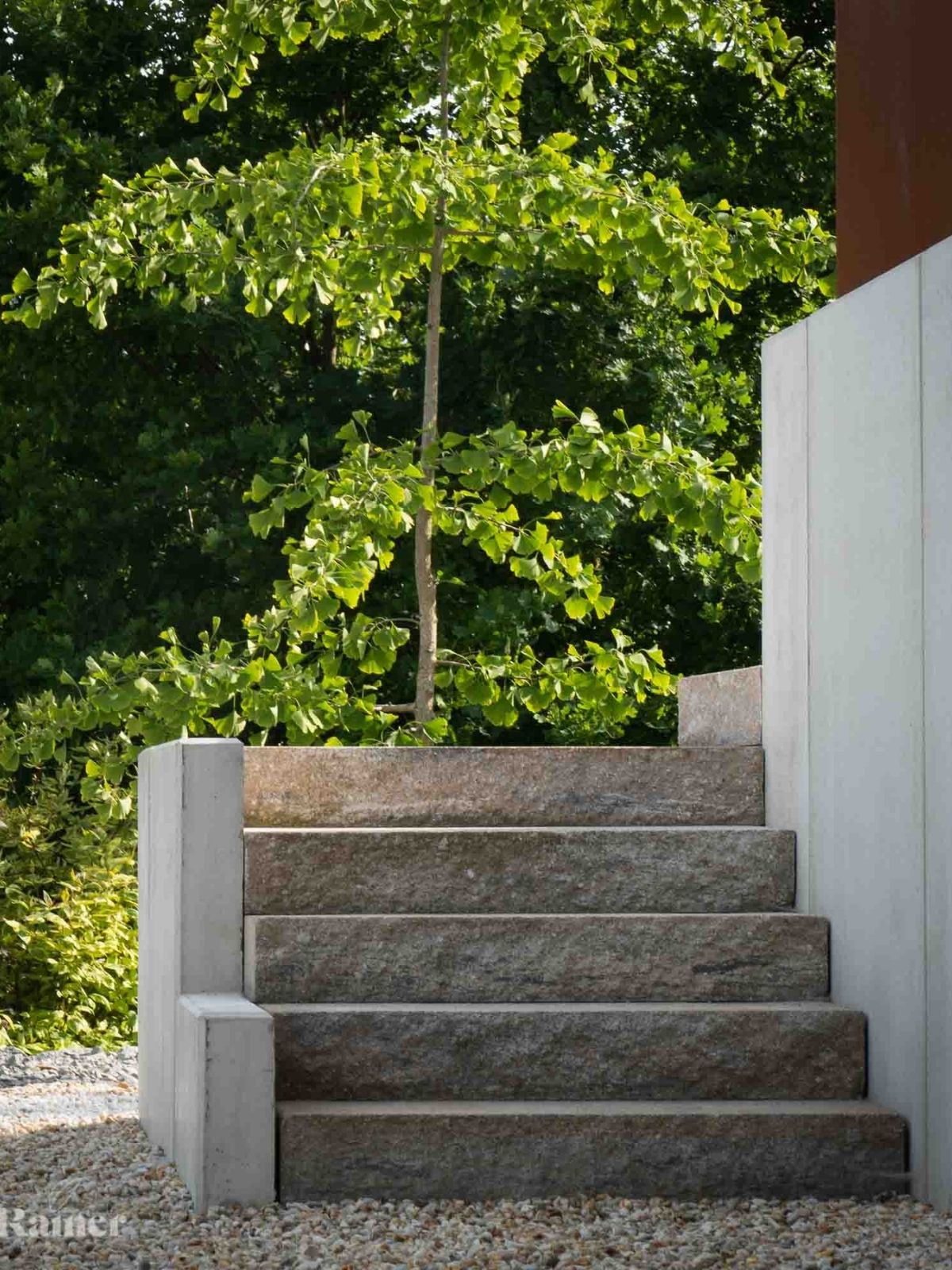 Granittreppe vor Ginkgo zwischen klaren Sichtbetonwänden.