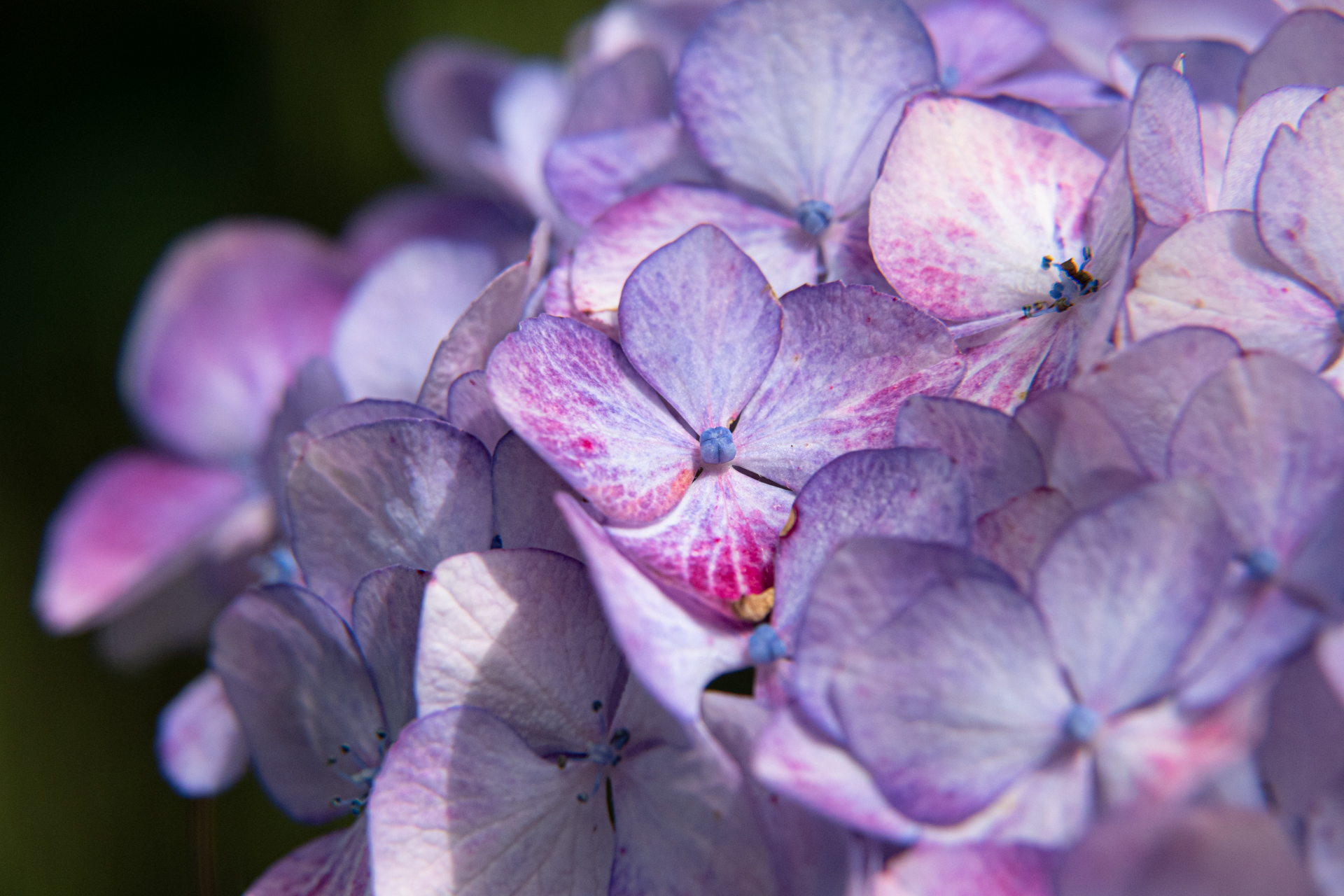 Lavendelfarbene Hortensienblüte im Juli-Licht
