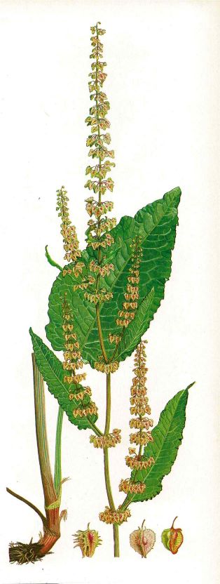 Stumpfblättriger Ampfer (Rumex obtusifolius)