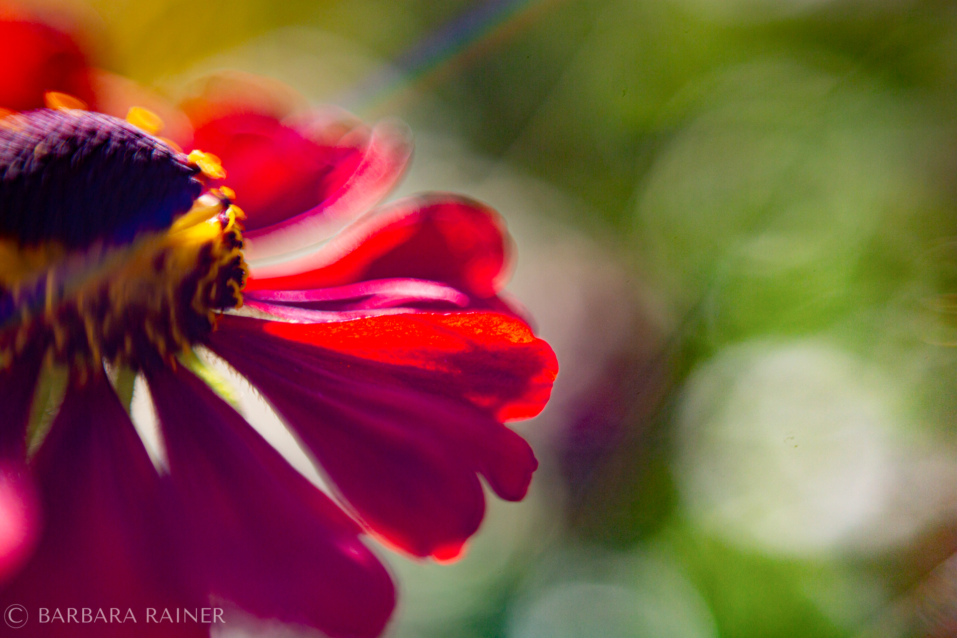 Rote Dahlienblüte im Gegenlicht, ganz nah