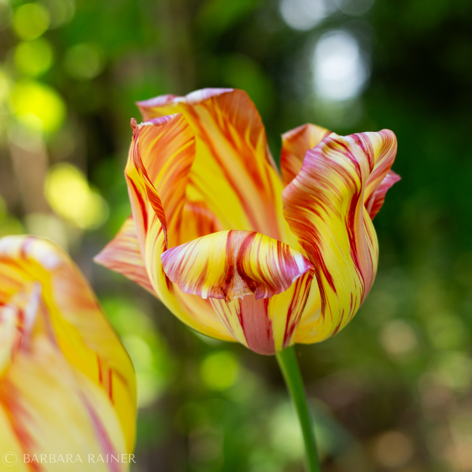 Gelb-rot geflammte Tulpe im Frühlingsgarten