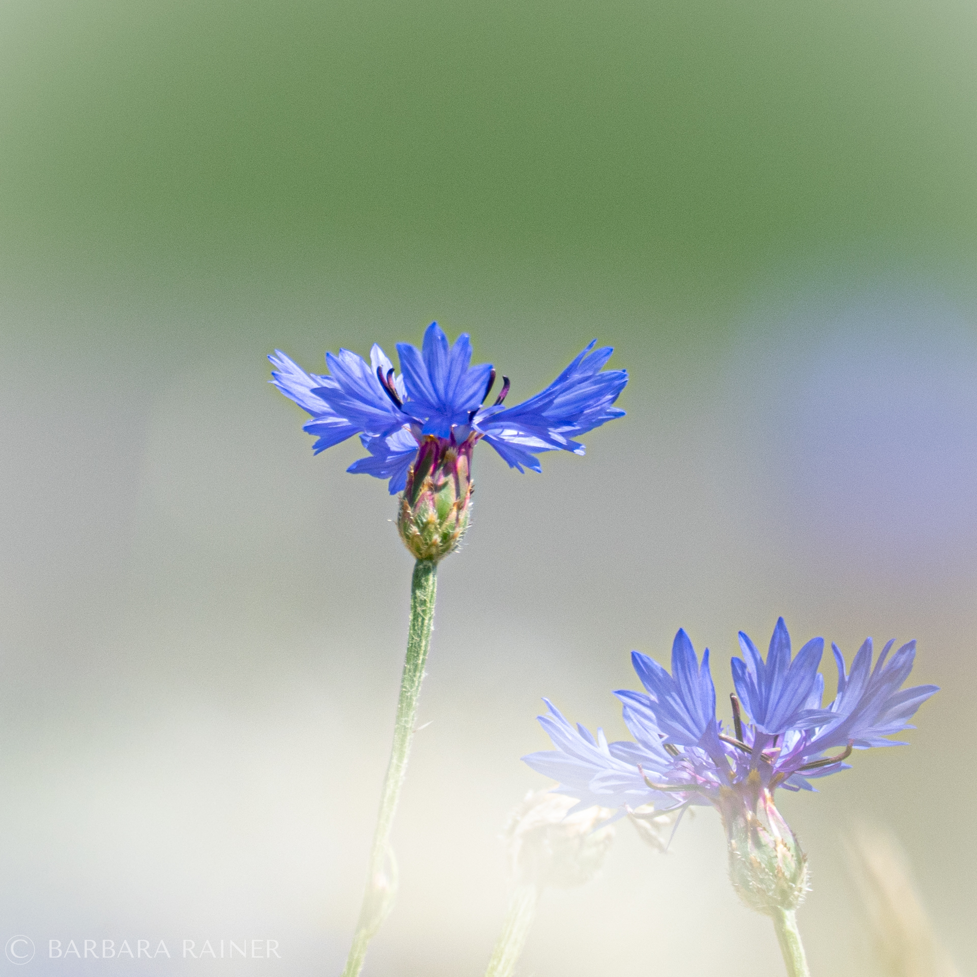 Naturmomente im Juni