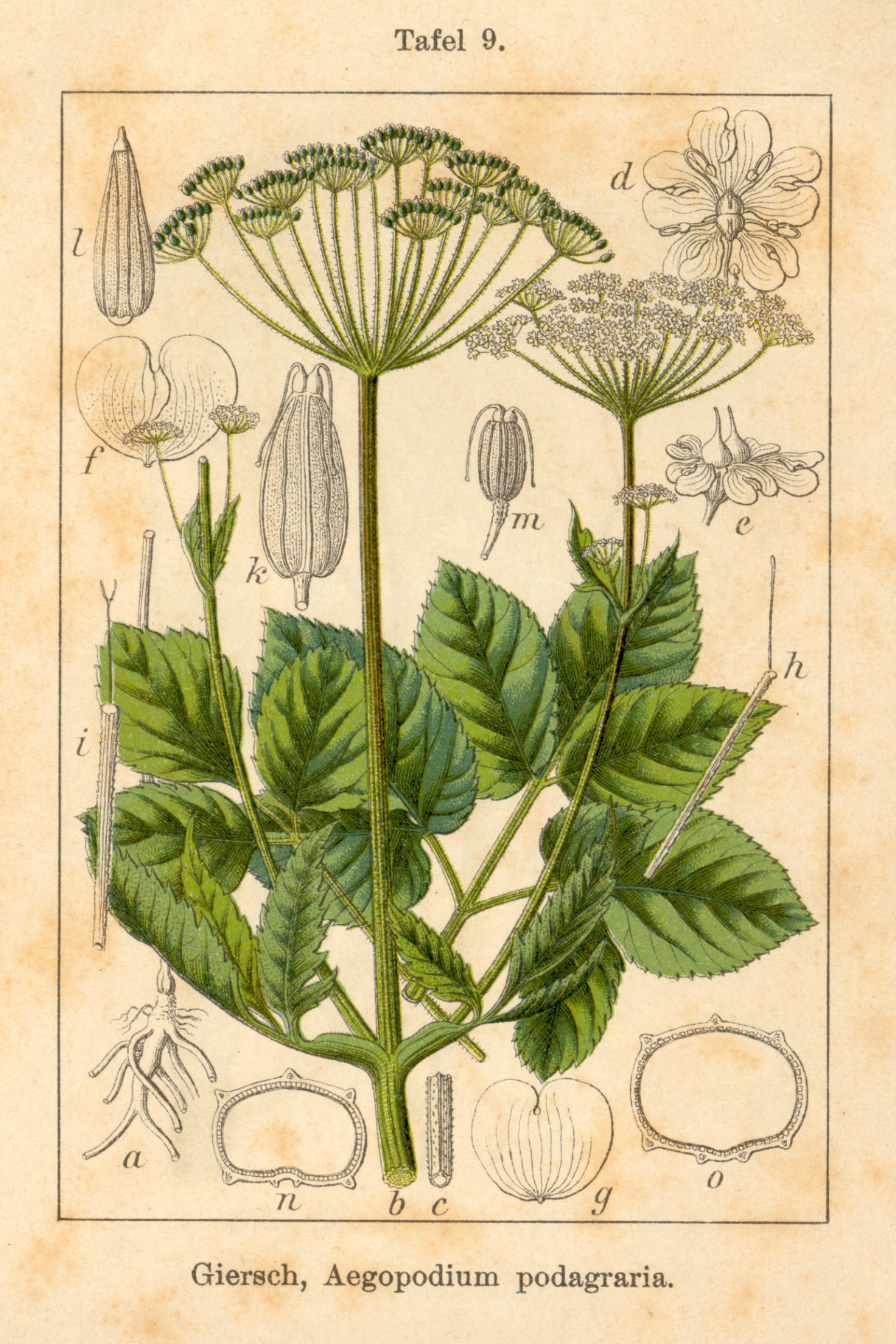 Botanische Illustration Giersch (Aegopodium podagraria)
