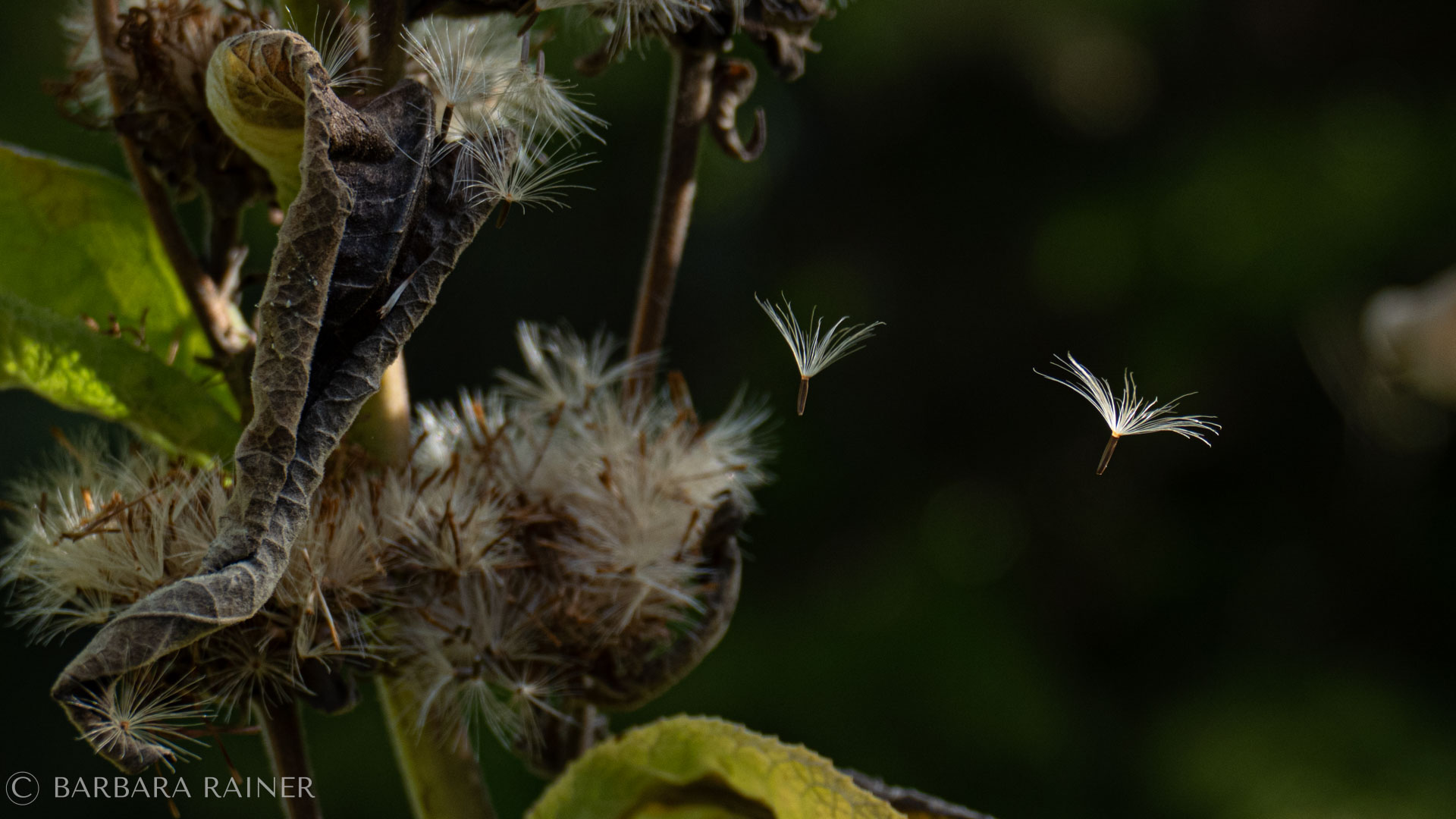 Fliegende Samen mit feinen weißen Härchen im Licht