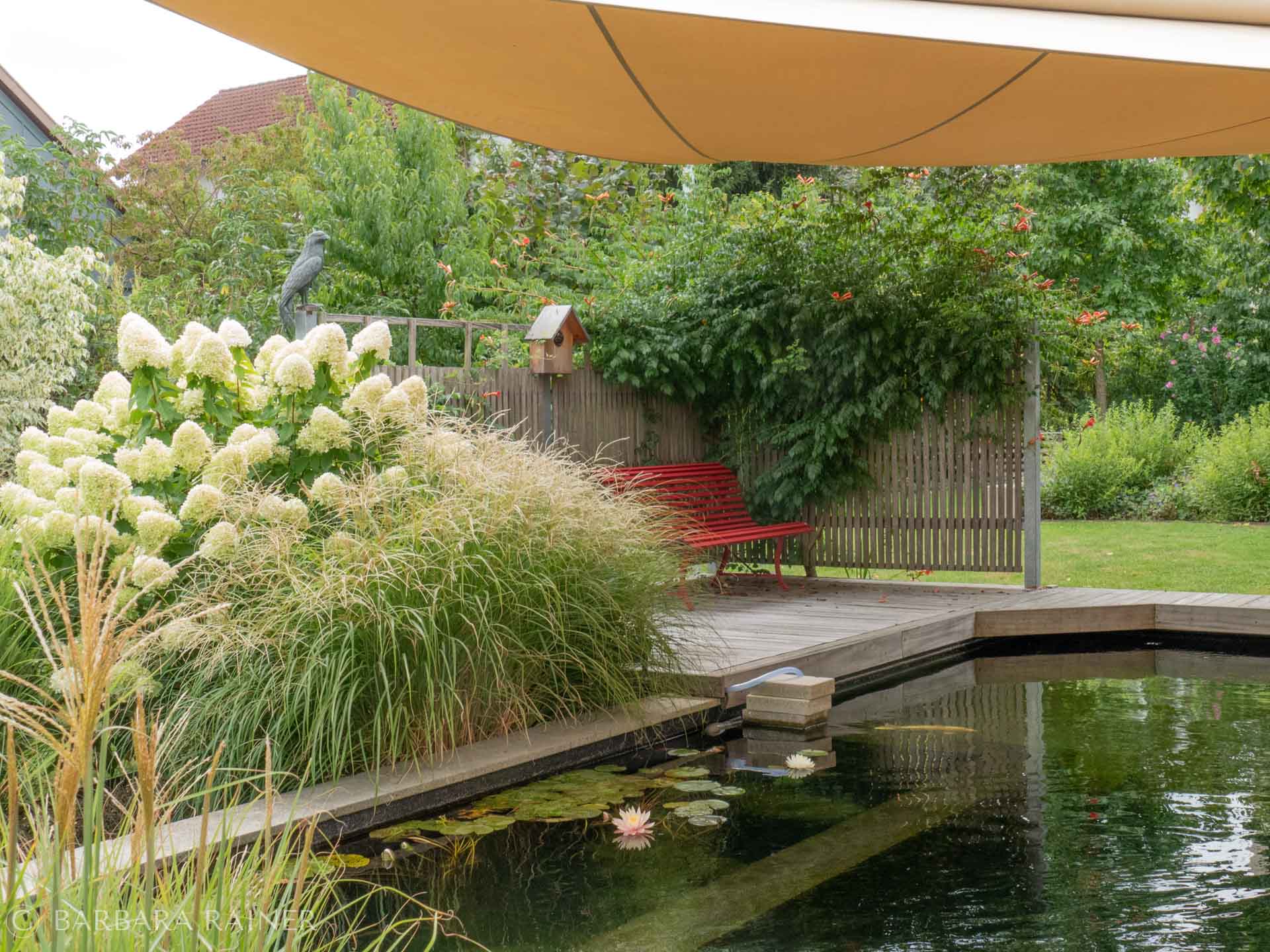 Schwimmteich mit Holzdeck, Sonnensegel, Miscanthus und Rispenhortensien