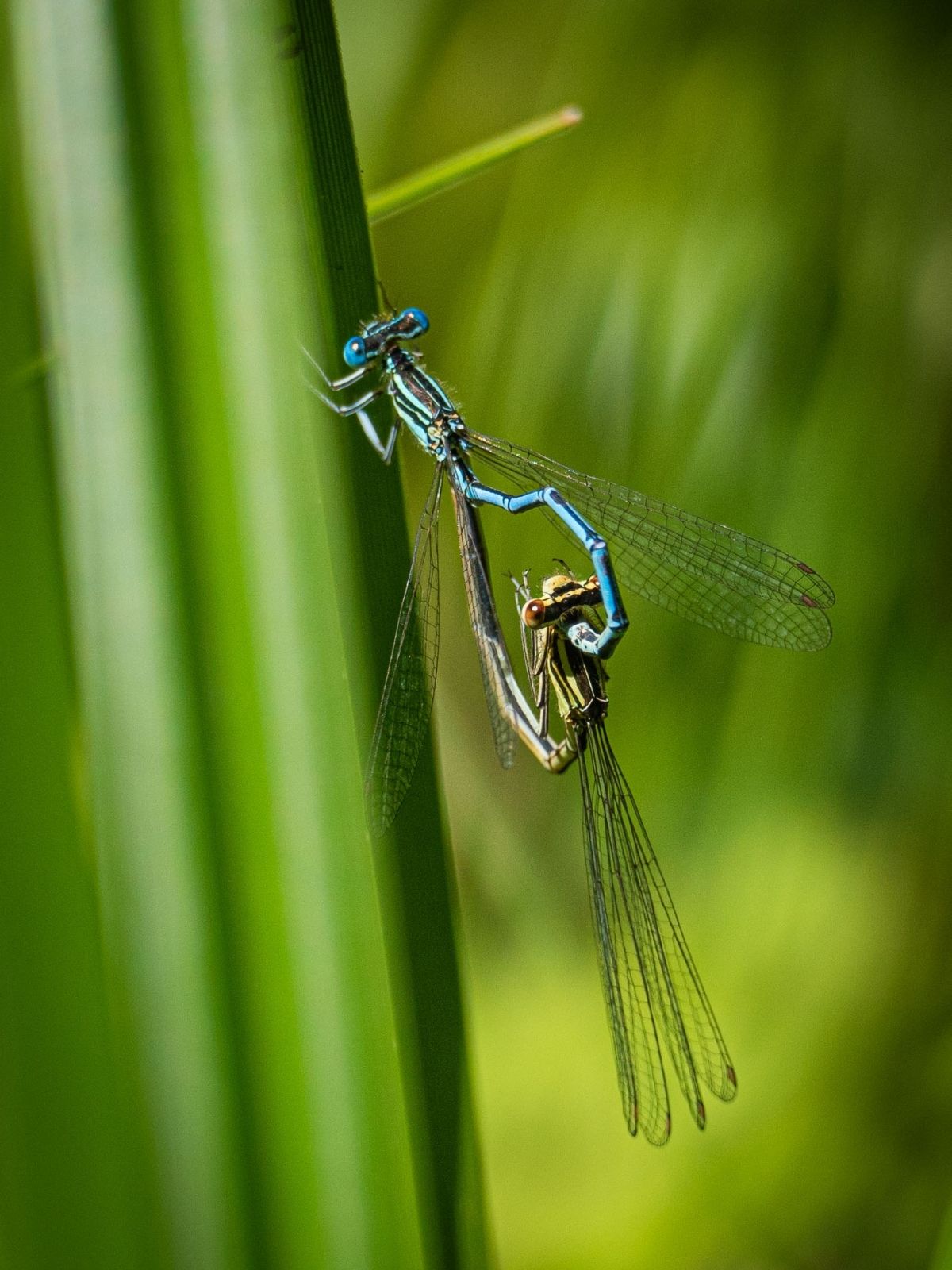 Zwei Azurjungfern an einem Halm am Gartenteich – Lebensraum für Libellen
