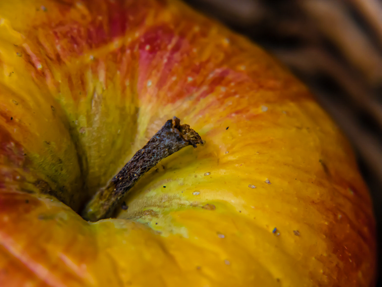Fallobst im Herbst (Fallobst)