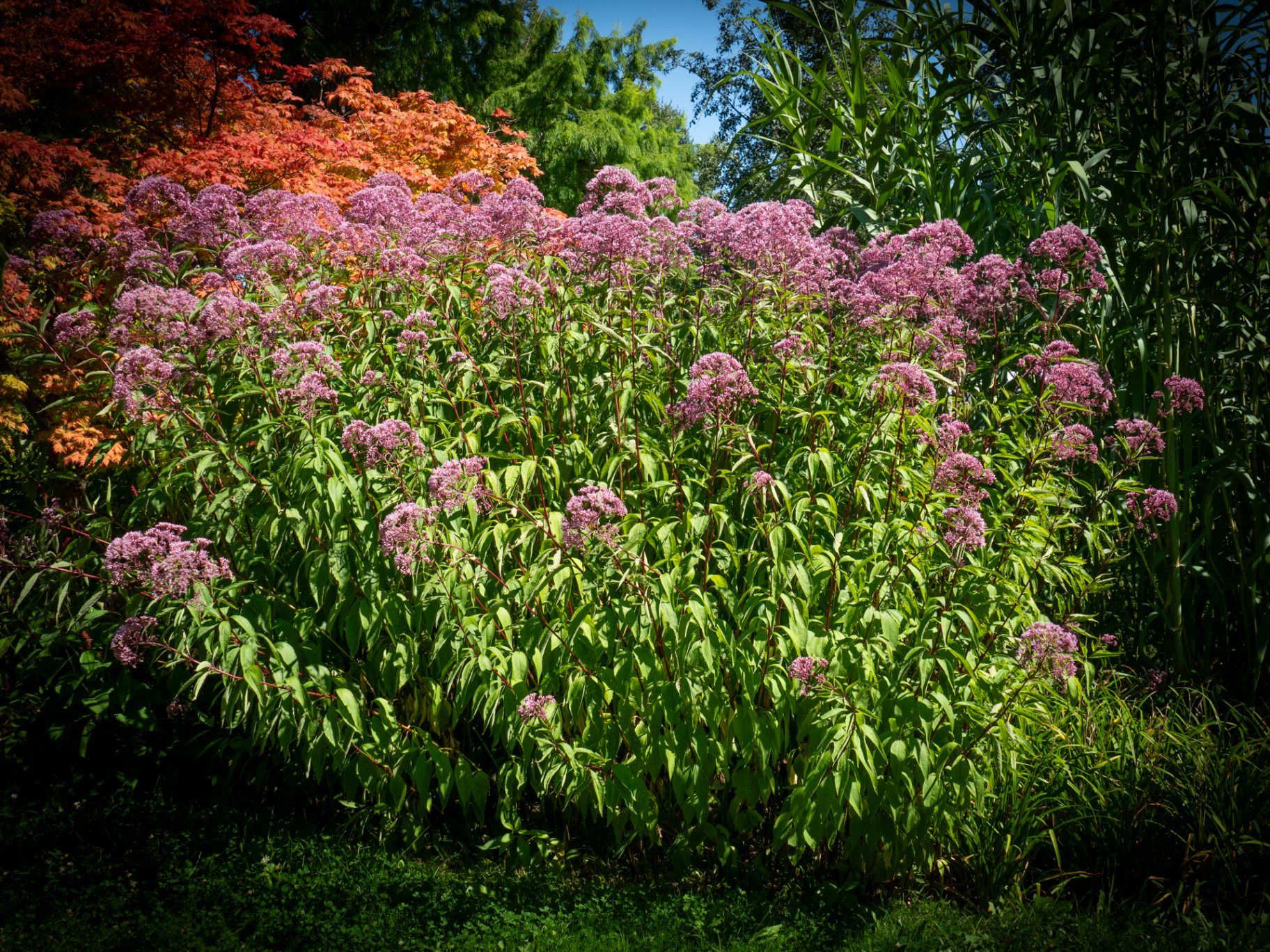 Eupatorium Glutball mit purpurfarbenen Trugdolden vor herbstlichem Ahorn und Chinaschilf