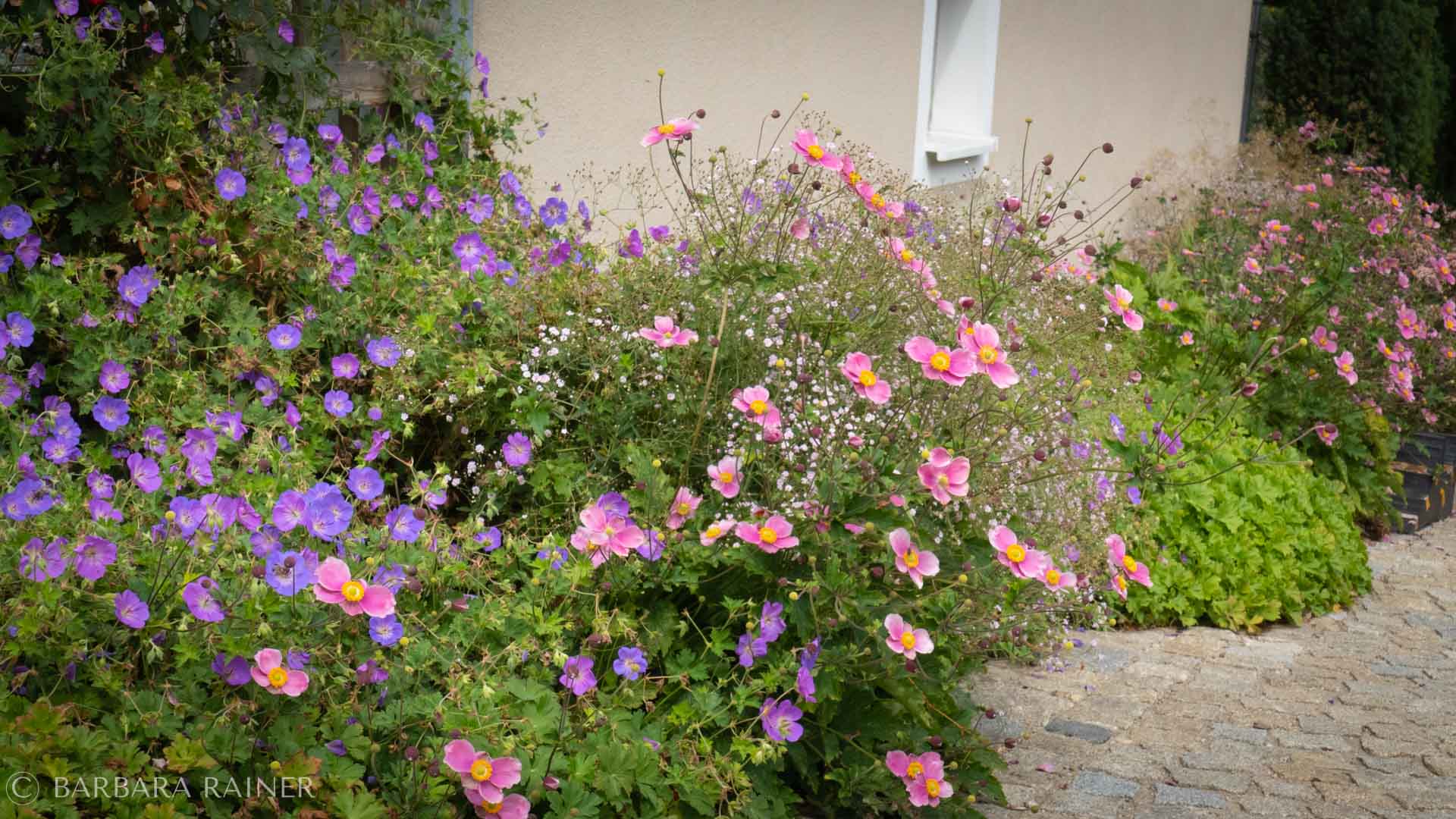 Spätsommer-Staudenbeet mit Herbstanemonen und Storchschnabel
