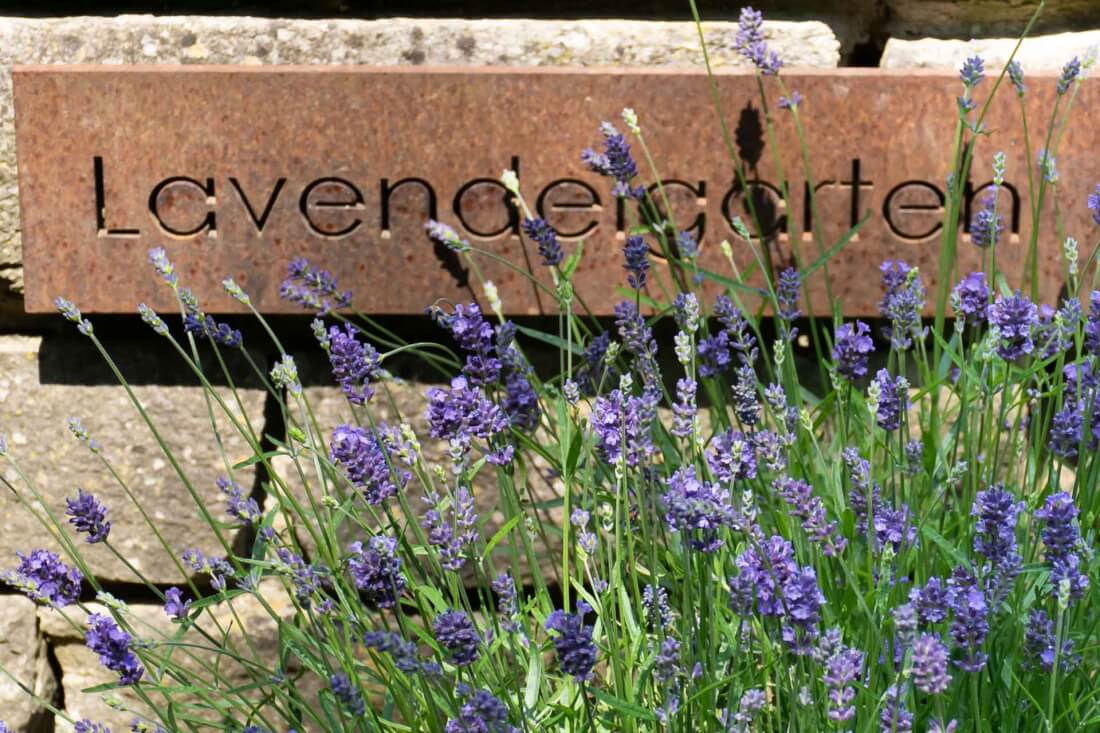 Lavendel pflanzen und pflegen – Tipps für einen gesunden Garten