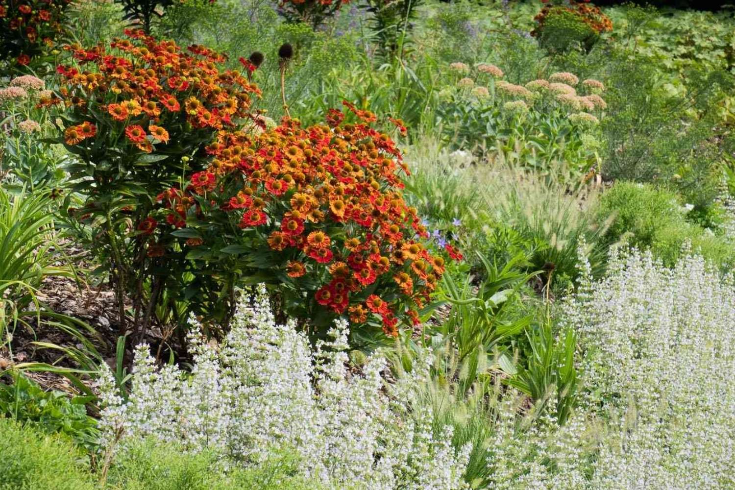 Sommerliches Staudenbeet mit feurig orange-rotem Helenium, blühender Fetthenne und weißer Bergminze vor wogenden Gräsern