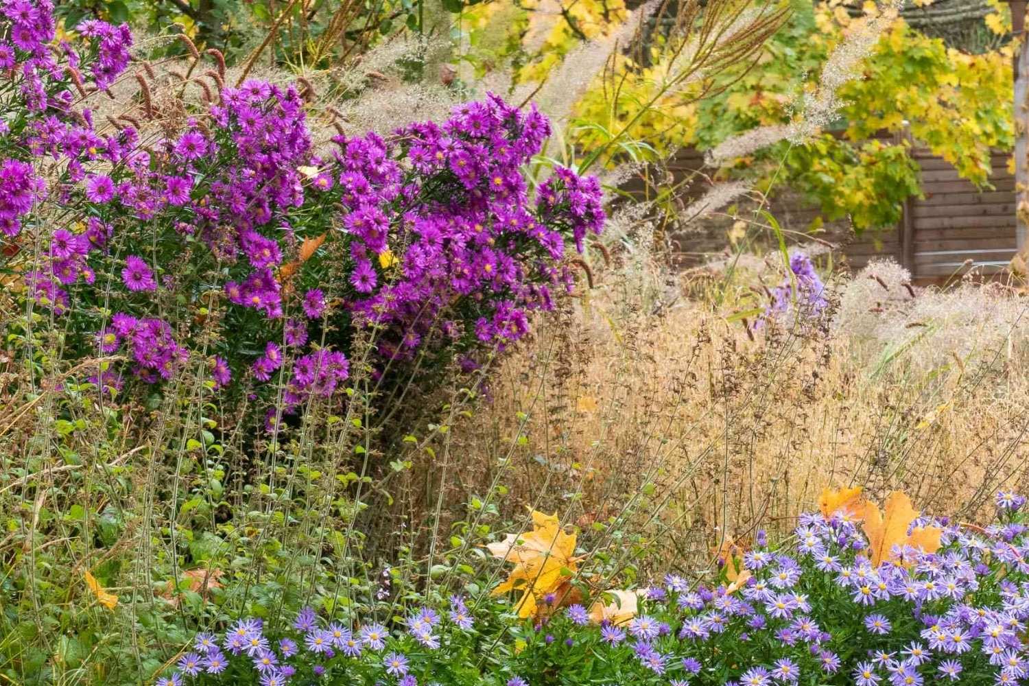 Herbstliches Staudenbeet mit violetten Astern, hellblauen Kissenastern und wogenden Ziergräsern unter goldenem Ahornlaub