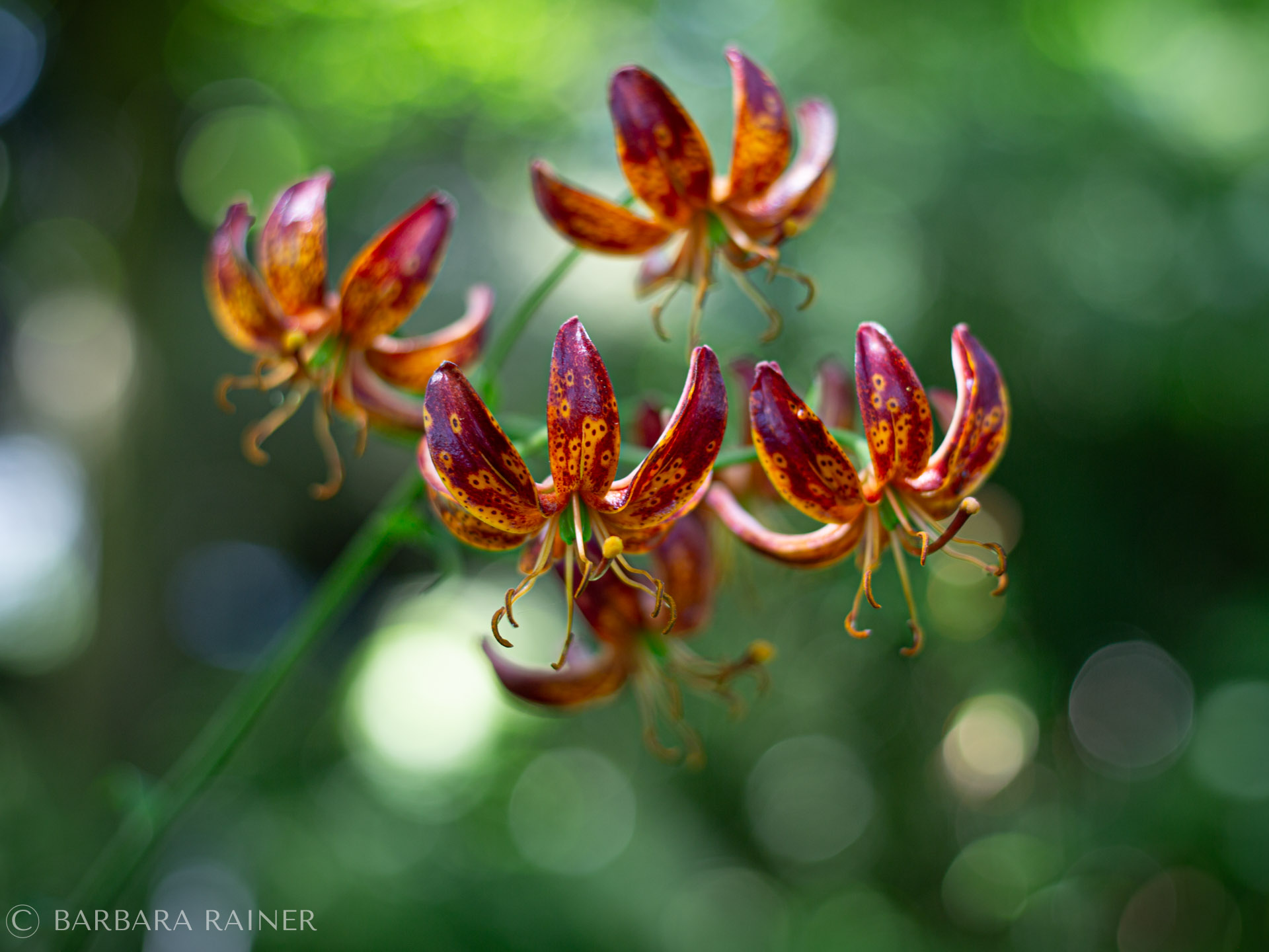 Stilles Naturfoto in warmem Licht – Bildsprache von Barbara Rainer