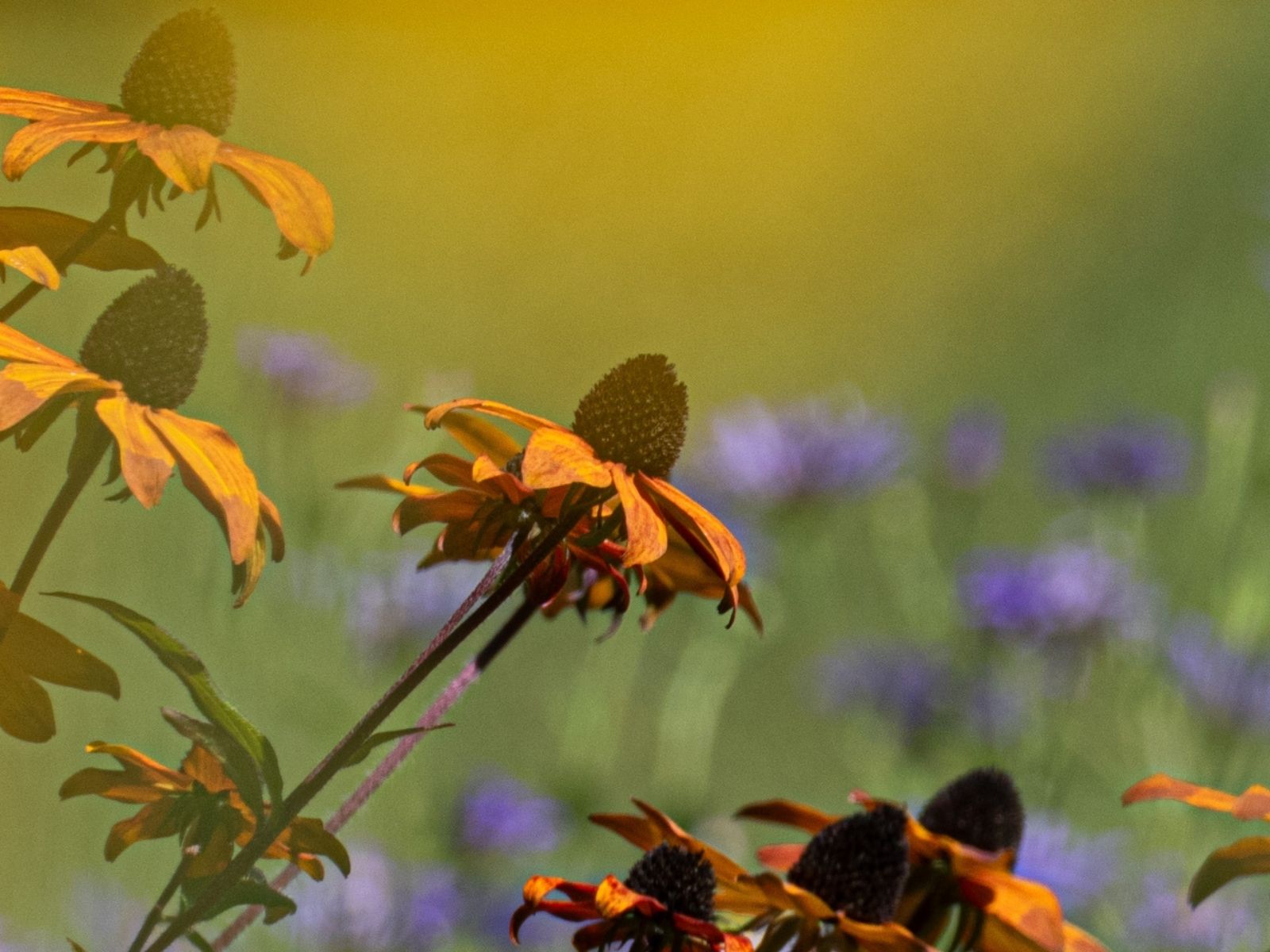 Sonnenhut und blaue Bartblume im Spätsommer­garten