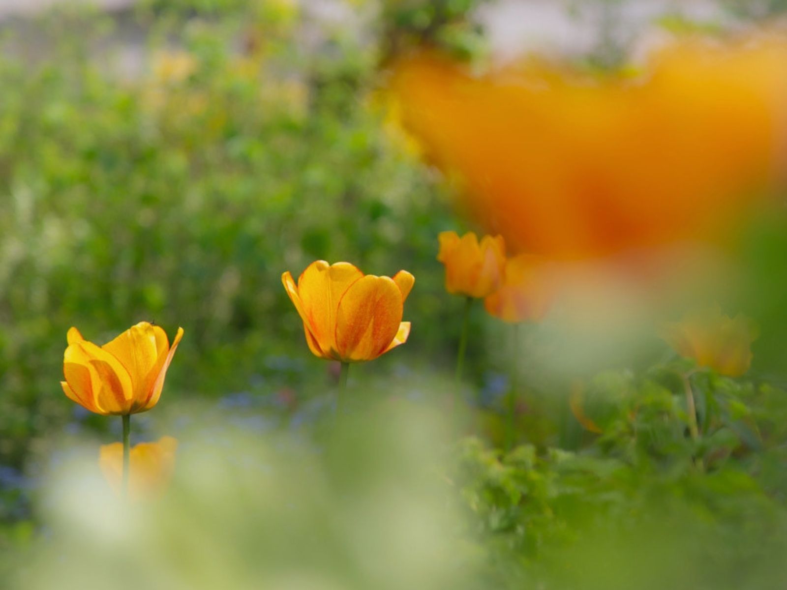 Tulpen im Frühlingsbeet, geerdet im jungen Grün