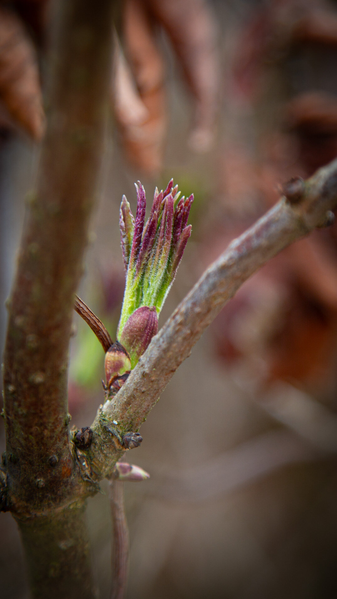 Austreibende Knospe in Purpur und Grün