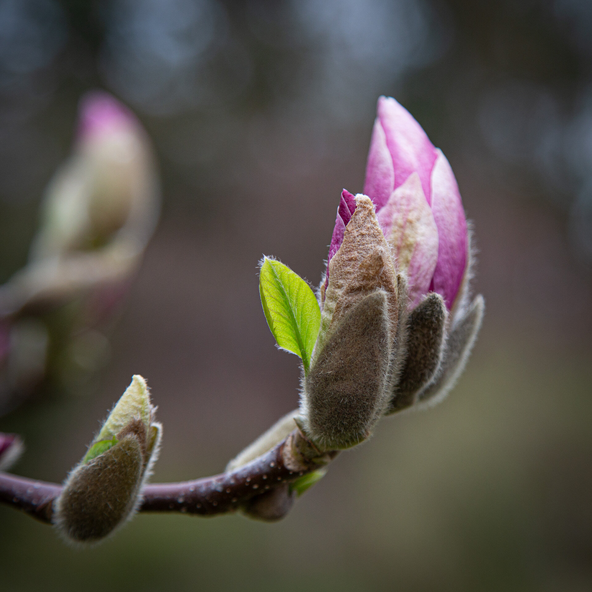 Frischer Austrieb im Frühling