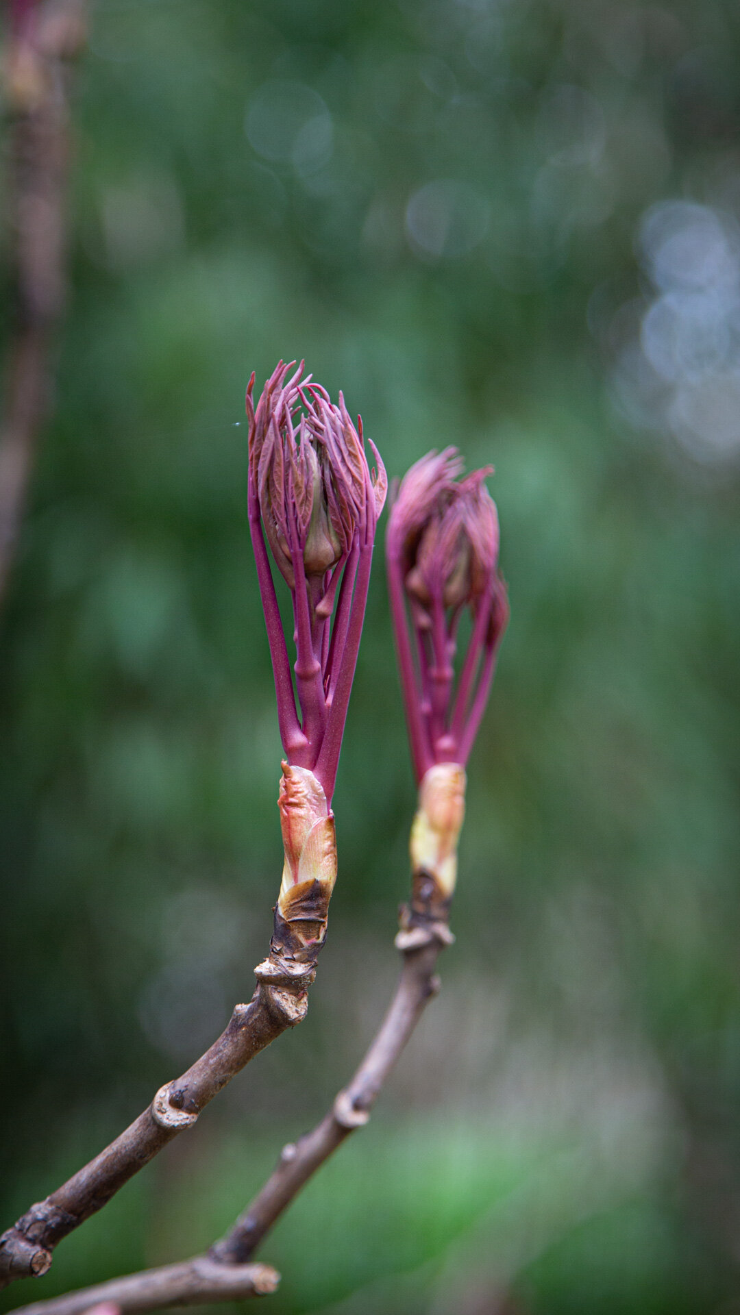 Sich öffnendes Blatt